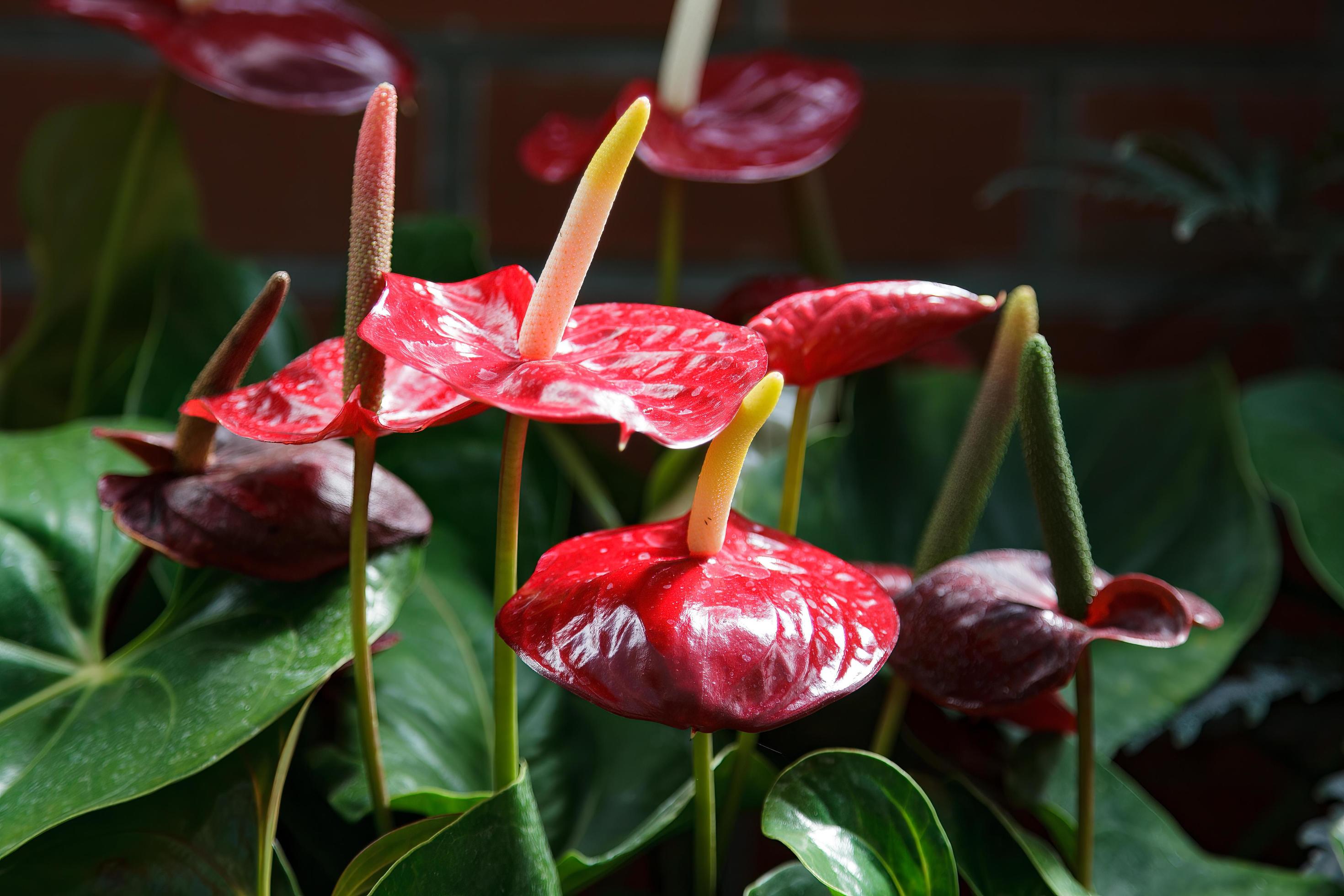 Flamingo Lily flowering in New Zealand Stock Free