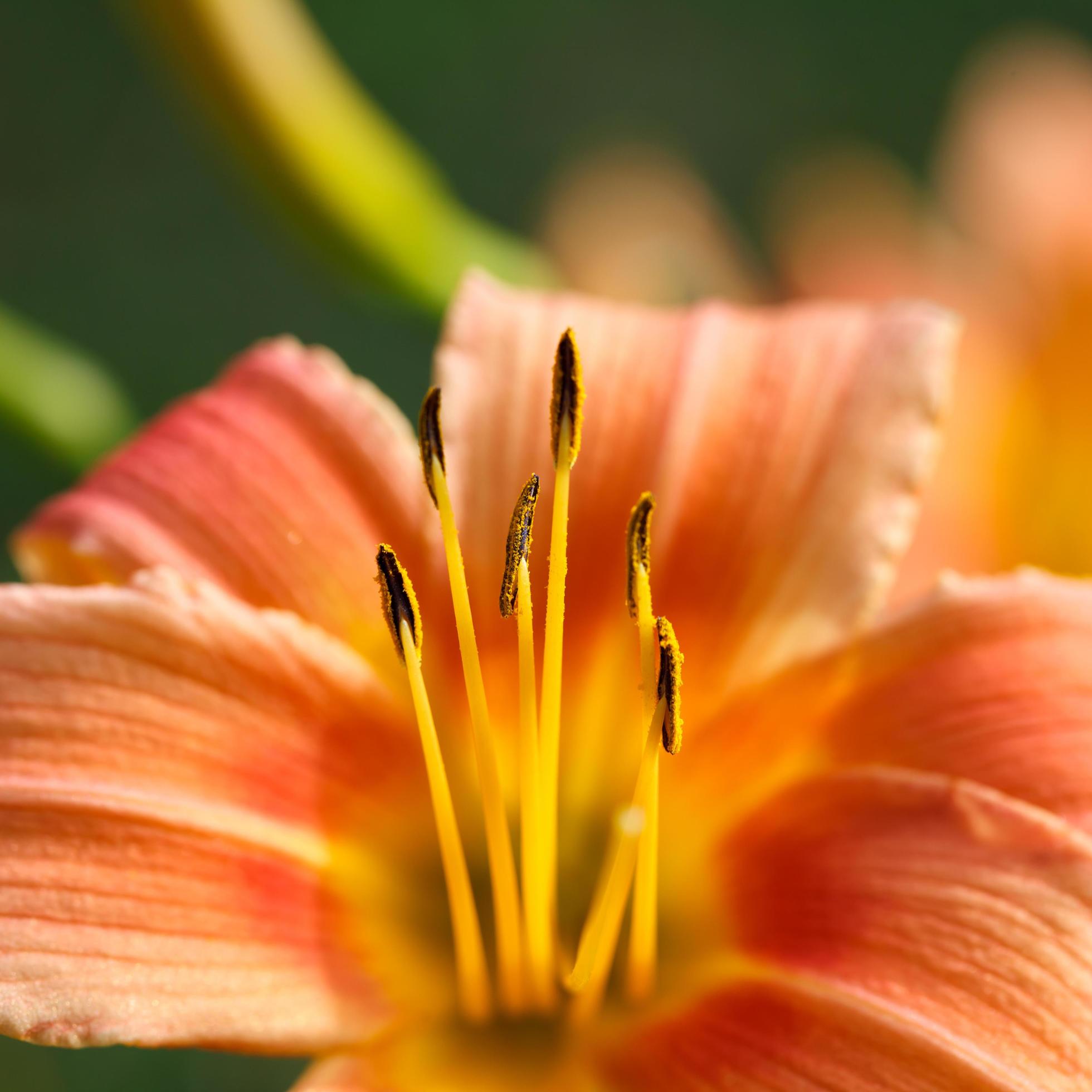 Close-up orange-yellow lily flower Stock Free