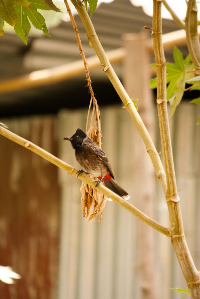 Small Bird Branch Bulbul Stock Free