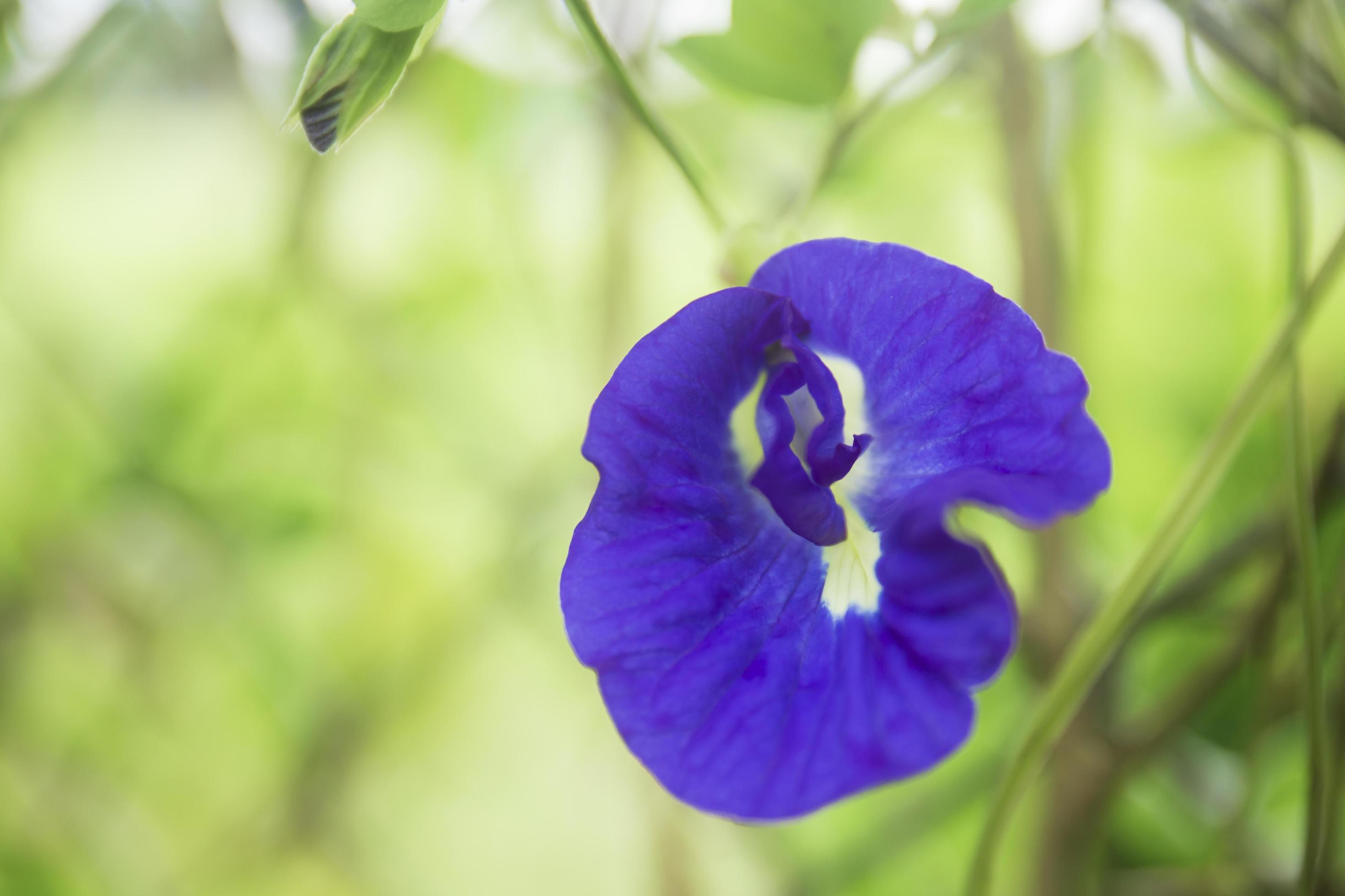 Purple butterfly pea flowers on a beautiful plant. Stock Free