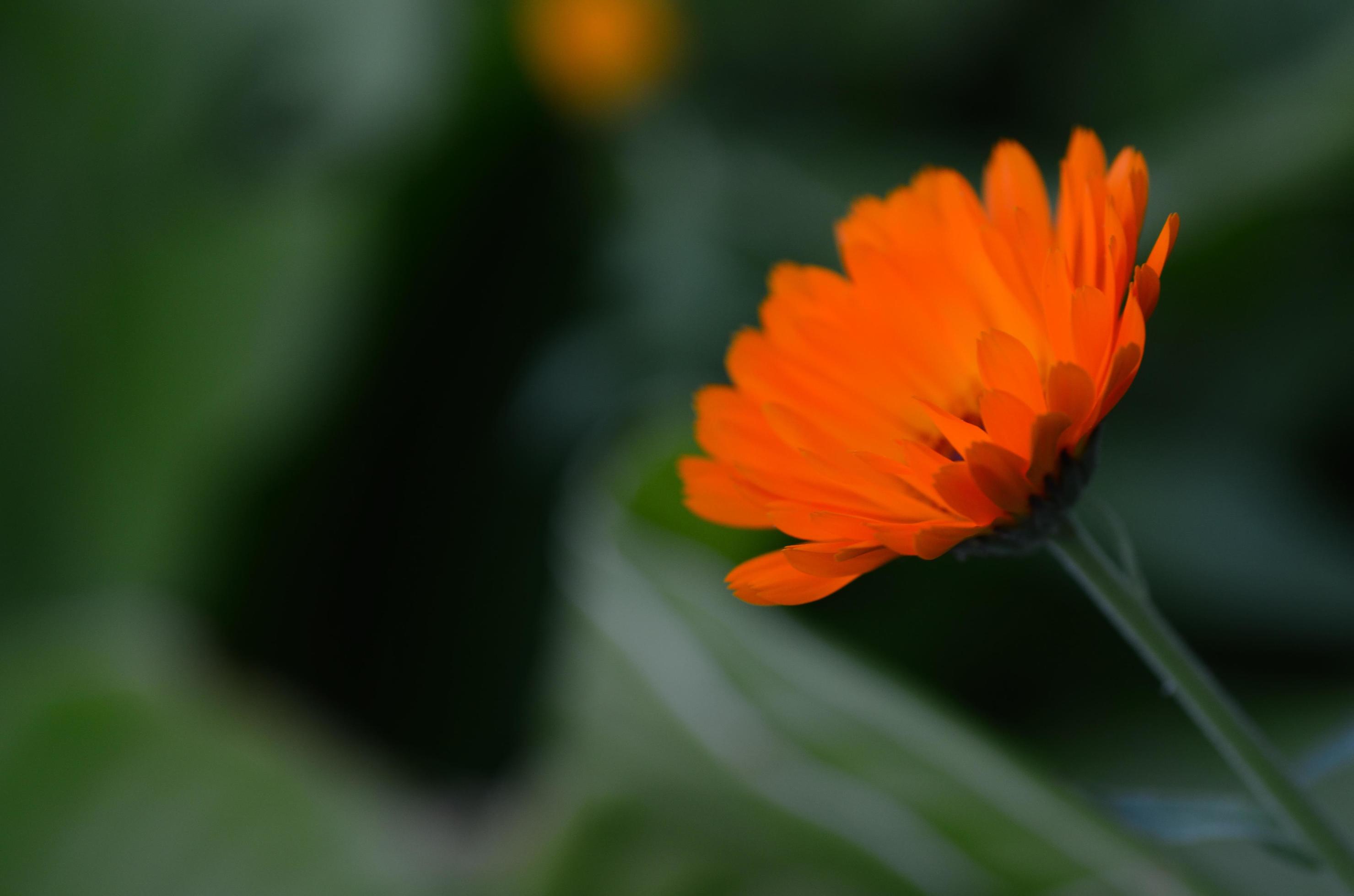 bright orange flower in the spring Stock Free