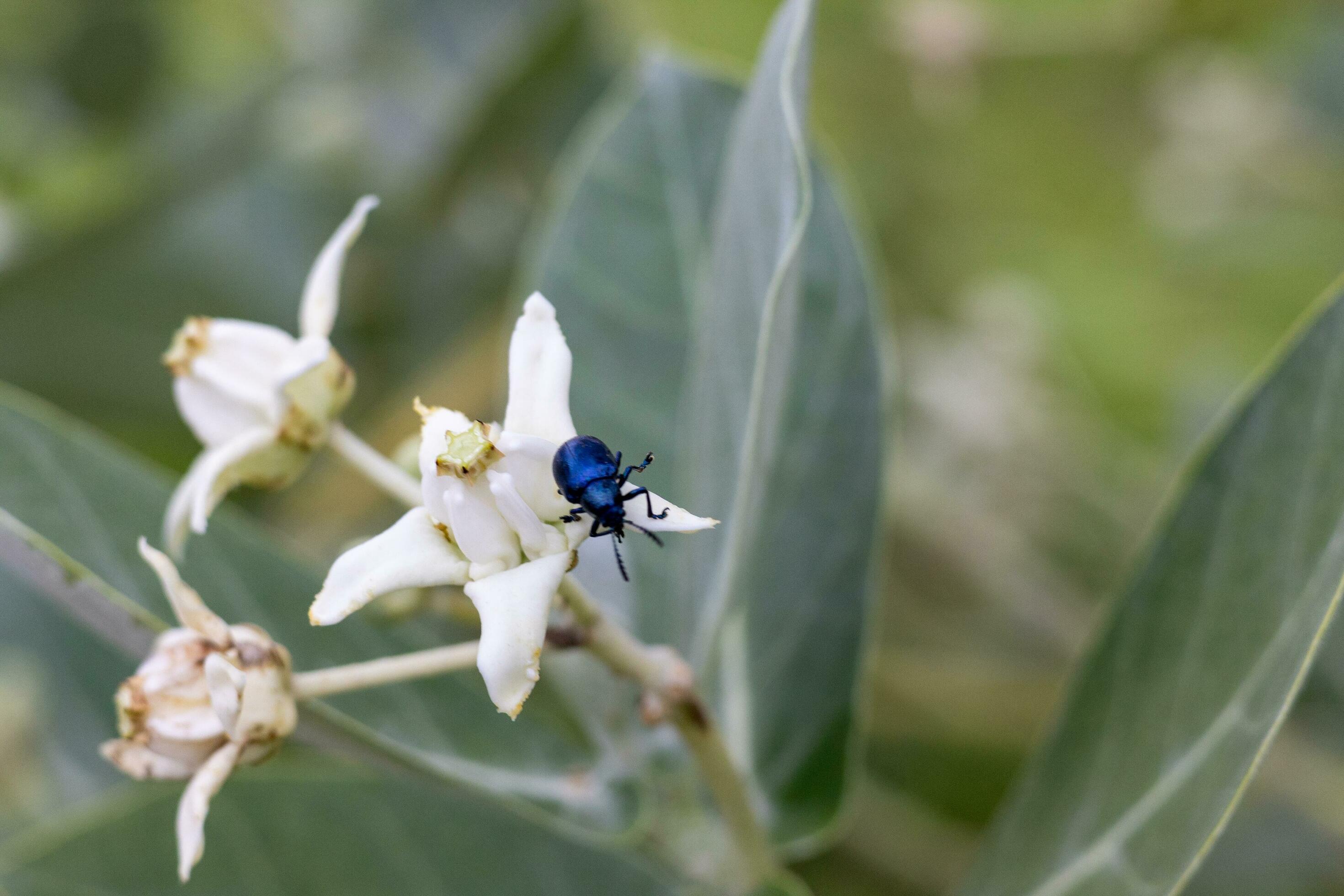 Purple flower crown blooms in the morning and insects cling to the leaves Flowers bloom in Thailand Stock Free