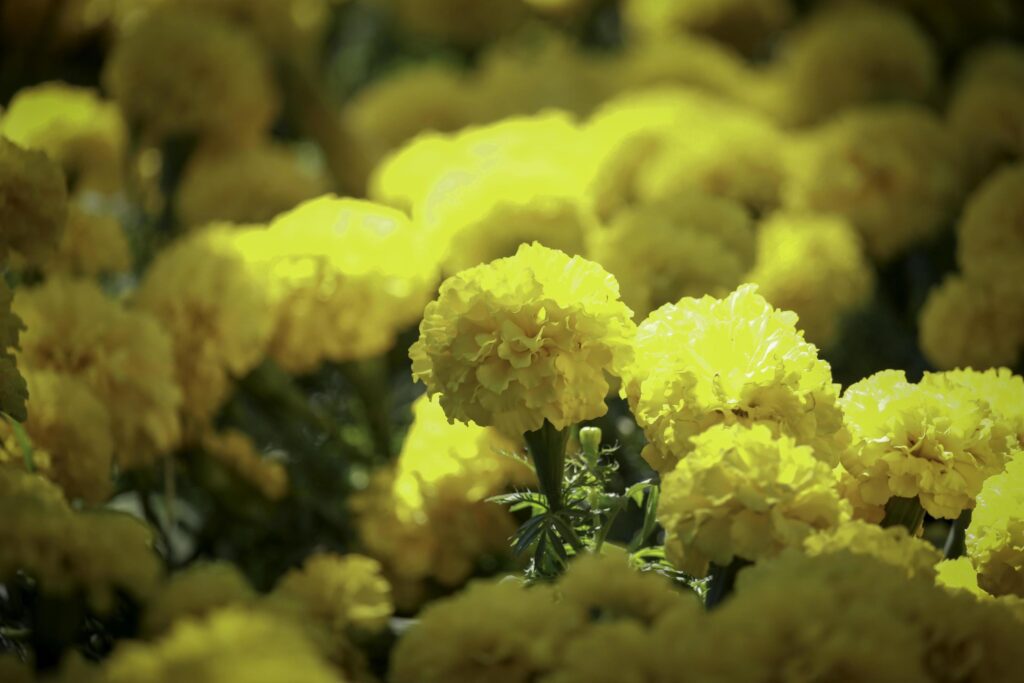 Beautiful yellow marigold flowers blooming in the summer garden Stock Free