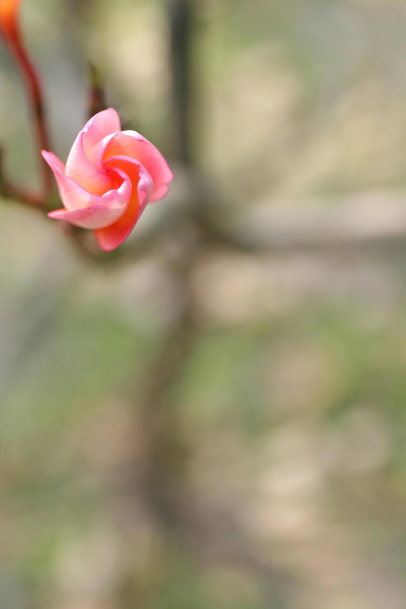 Rose flower on blurred background Stock Free