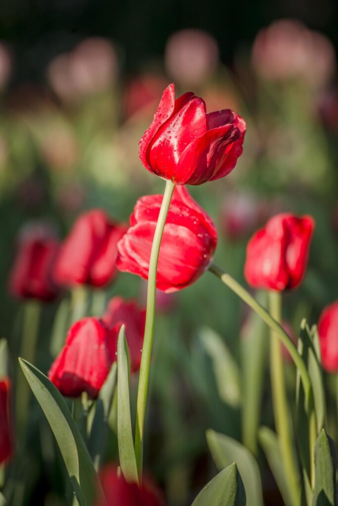 Close up of red Tulips flower with the first sunlight in the morning. Stock Free