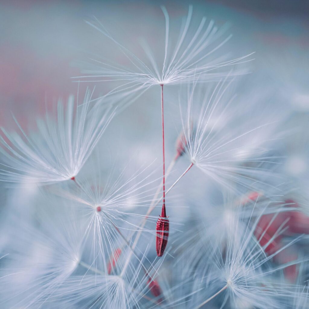 beautiful dandelion flower seed in spring season Stock Free