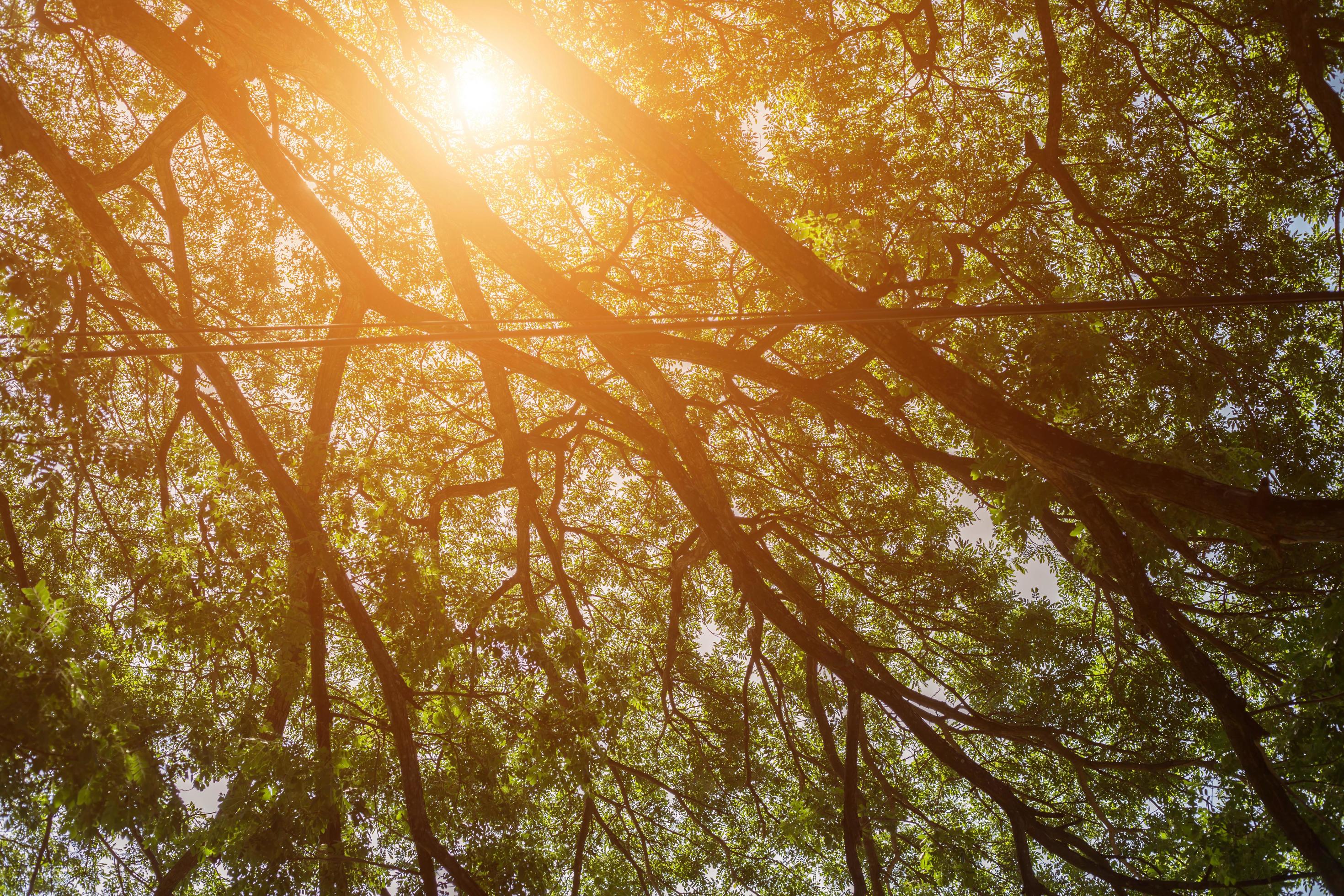 forest trees. nature green wood sunlight backgrounds. Stock Free