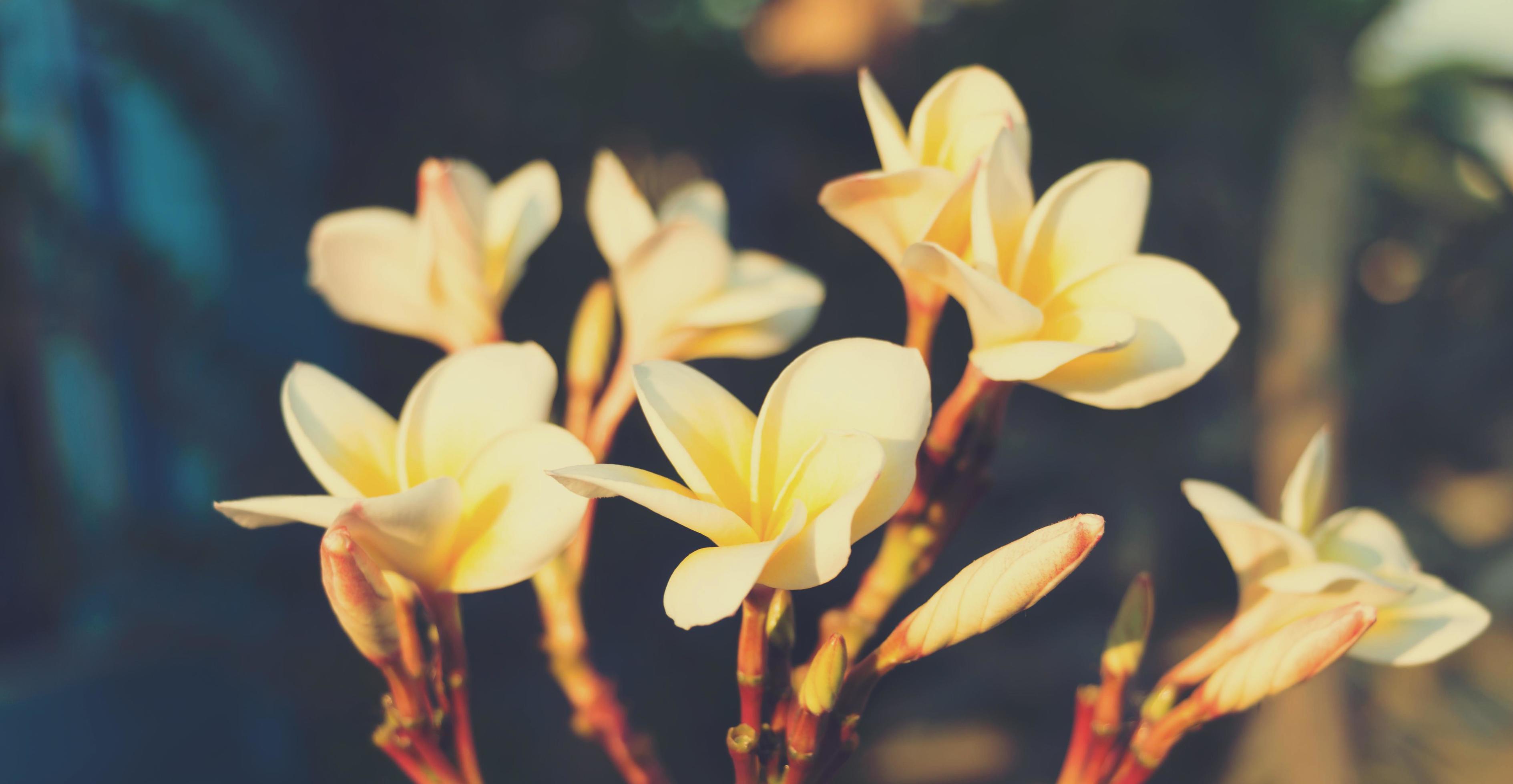 fresh frangipani flowers Stock Free