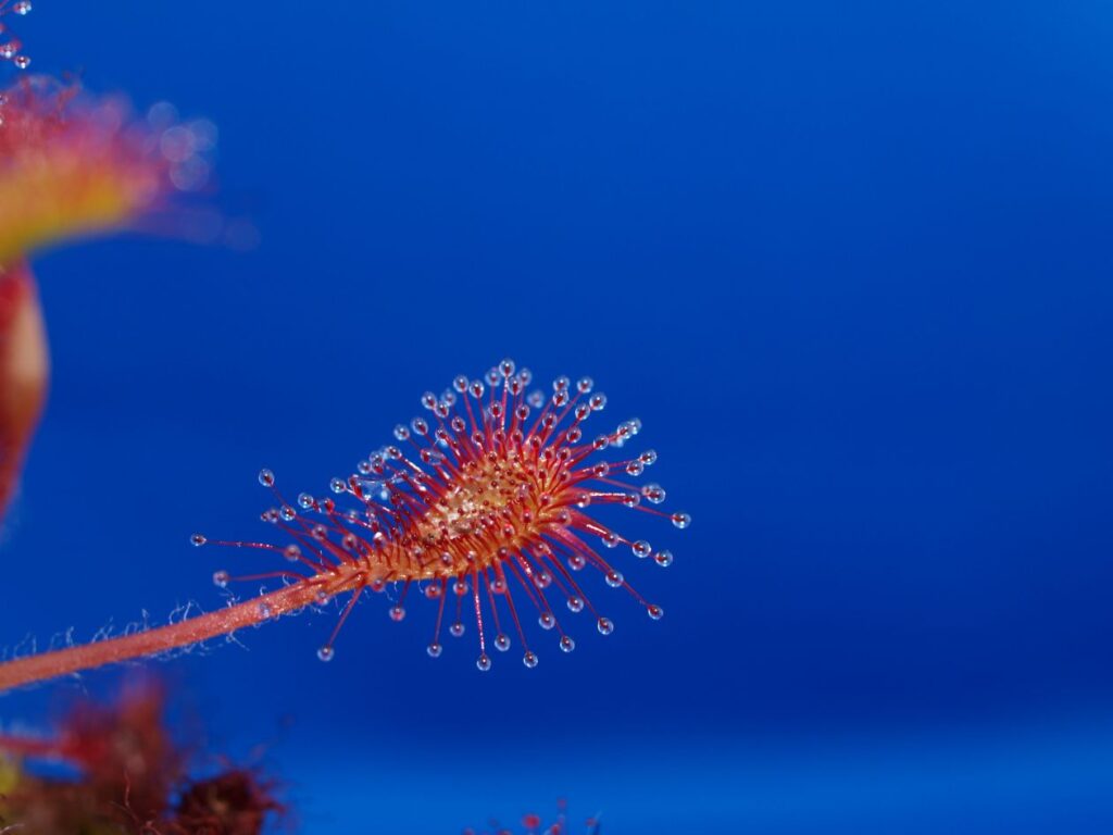 Drosera Stock Free