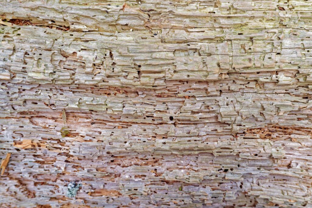 Rotted tree closeup background and textures Stock Free