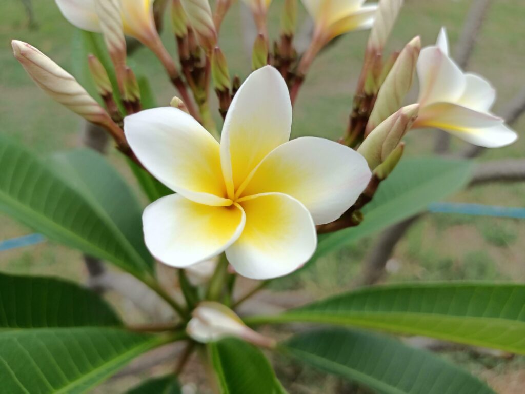 photo of white frangipani flowers Stock Free