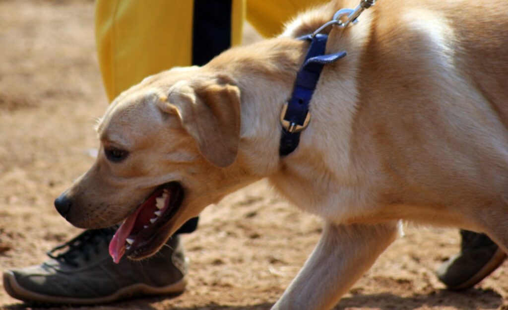 Labrador Breed Beautiful Dog Stock Free