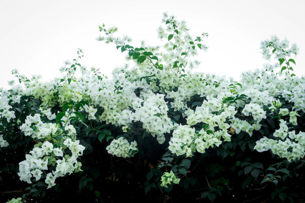 Beautiful white bougainvillea, tropical paper flower blooming in summer garden Stock Free