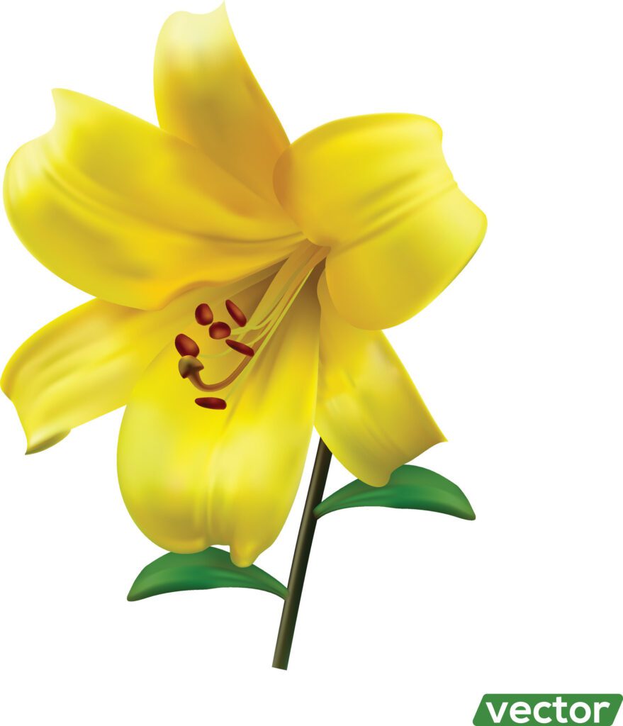 Yellow lily flower isolated on white background. Realistic illustration. Free Vector