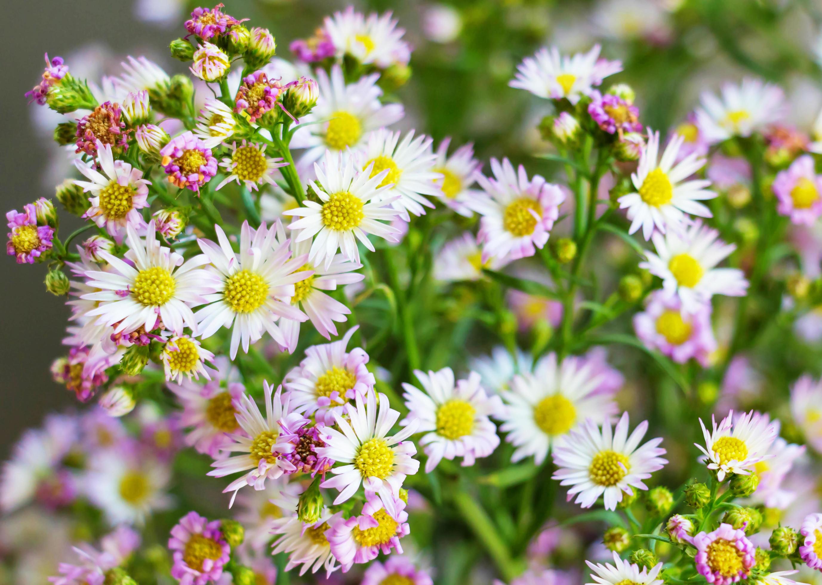 small white flowers Stock Free