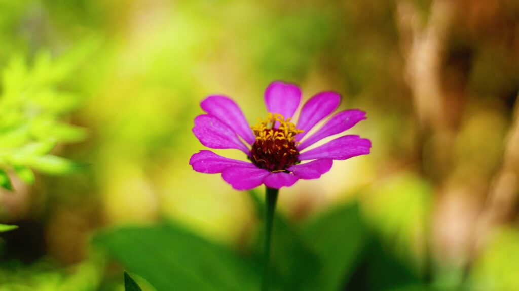 Pink zinnia peruviana flower with yellow red threads and perfect petals stock photo Stock Free