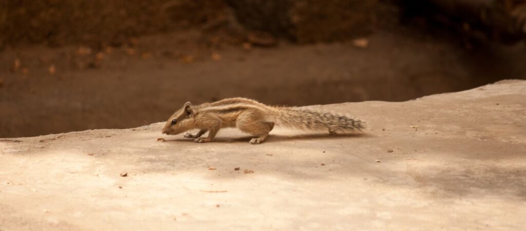 Squirrel Running Stock Free