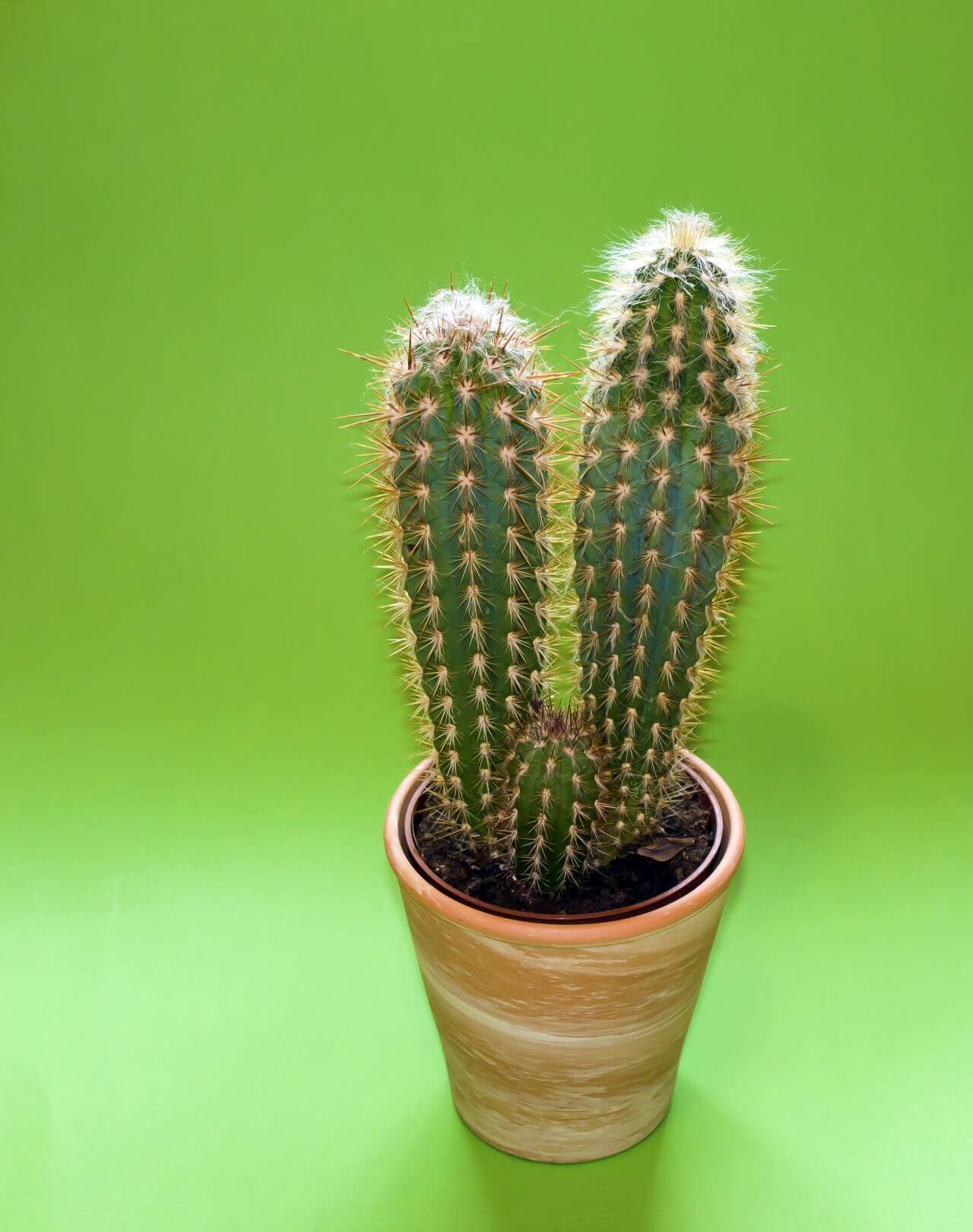 Cactus Stock Free