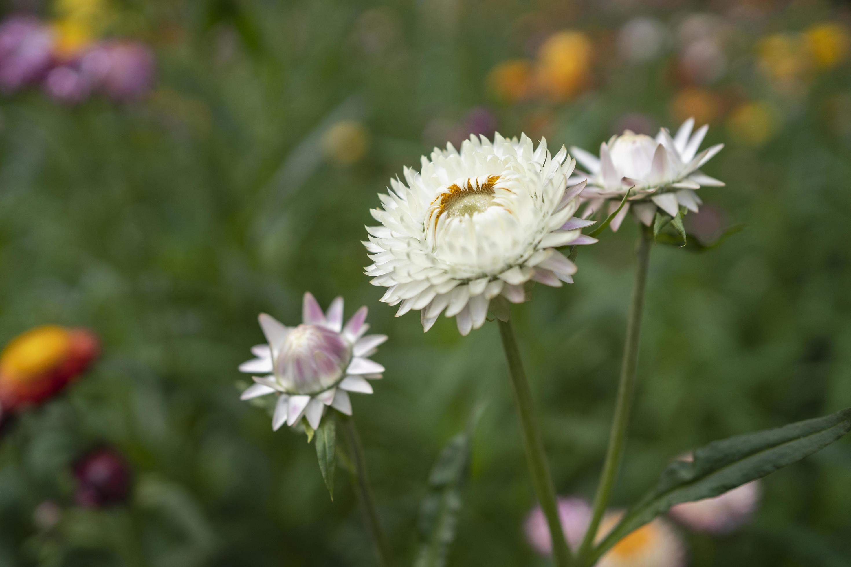 colorful straw flower blossom booming in garden Stock Free