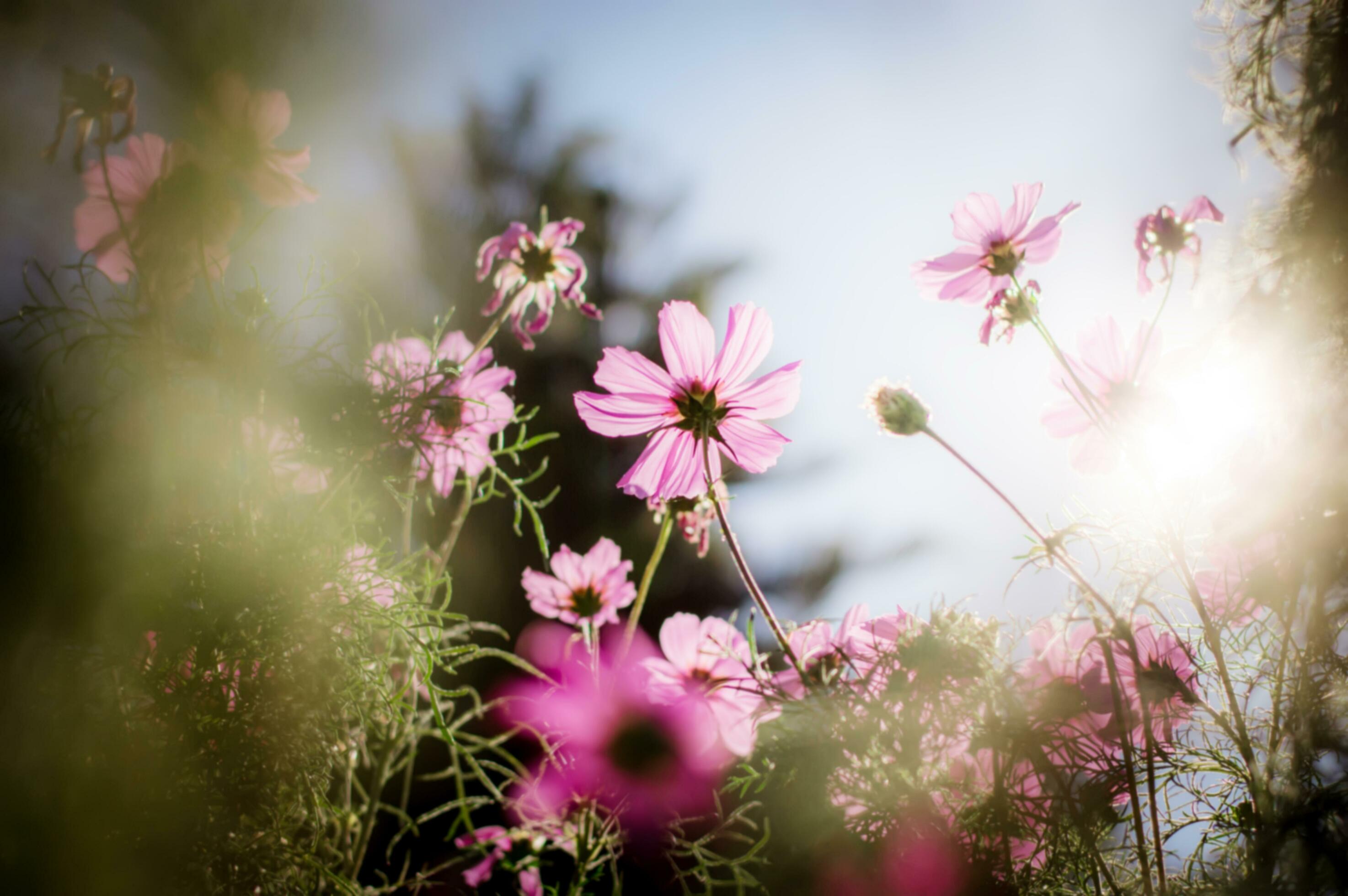 cosmos flowers in the sun Stock Free