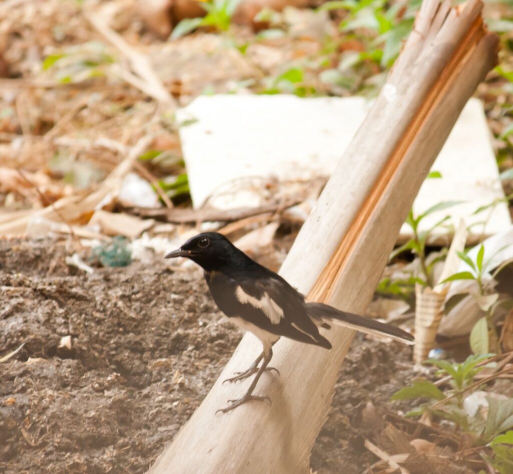 Black Cute Bird Stock Free