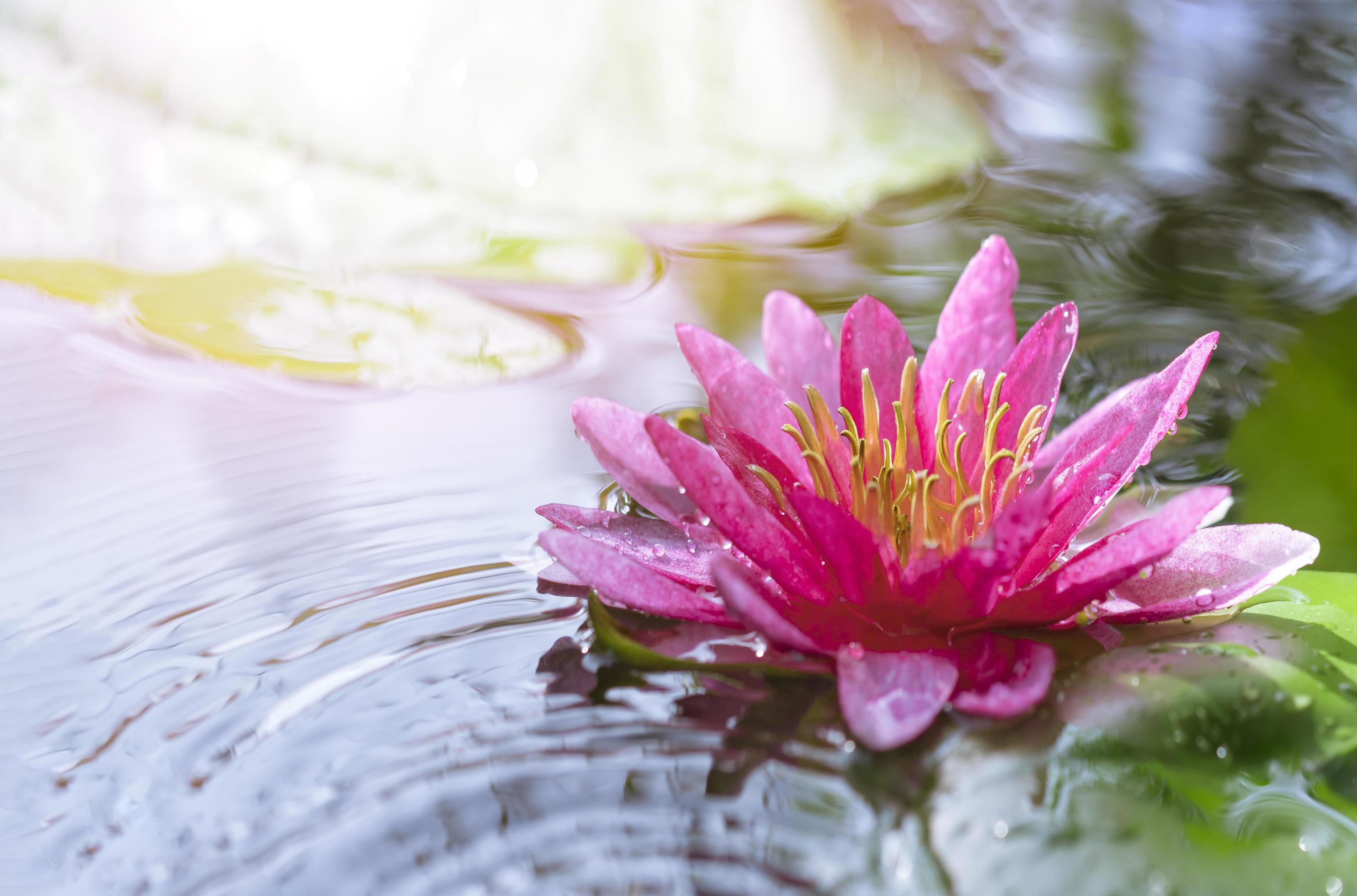 Selective focus at pollen of pink waterlily or lotus flower is blooming in pond with morning soft sunlight in rainy day Stock Free