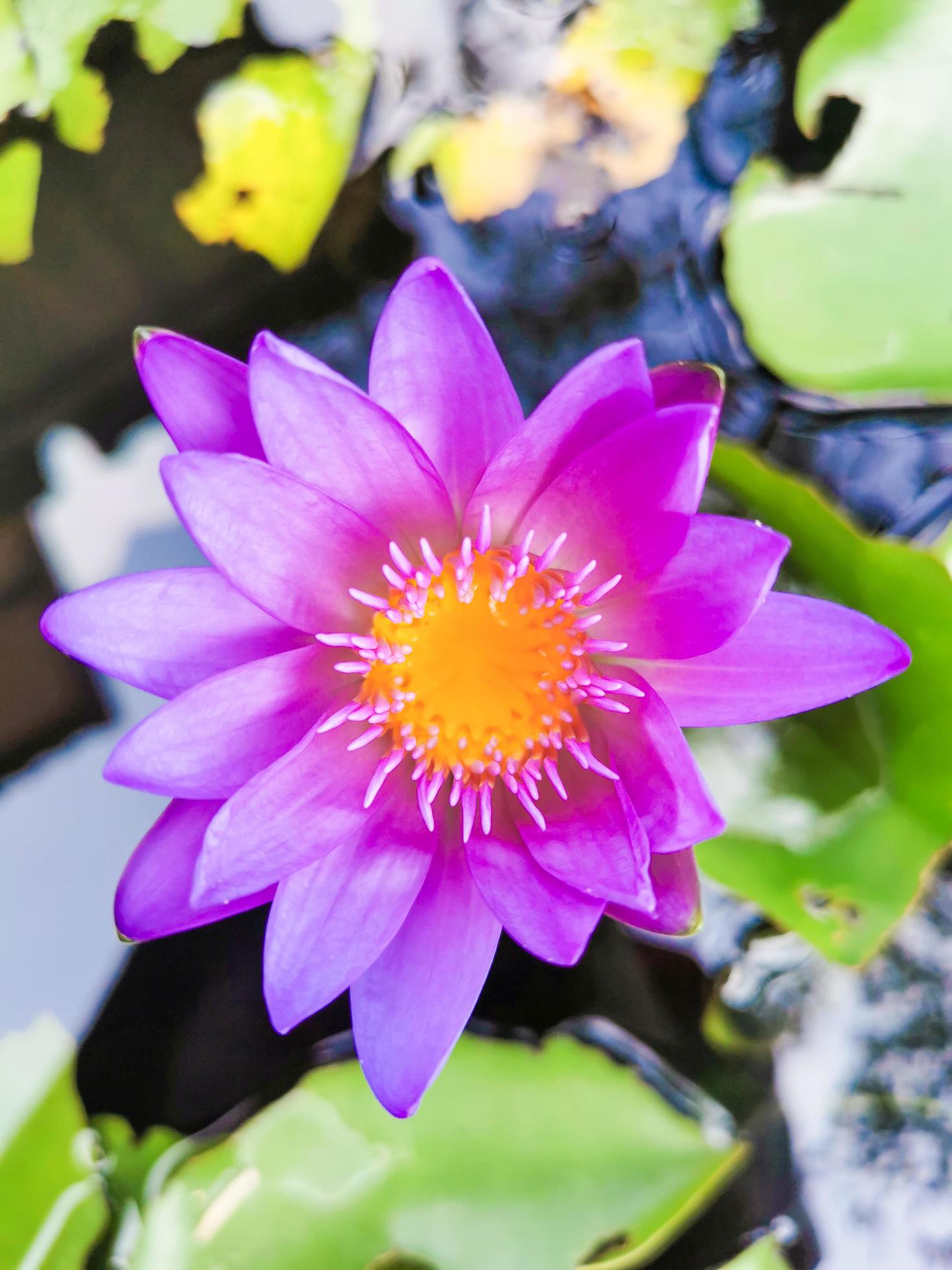 Blooming lotus, pinkish purple with yellow stamens It’s a beautiful flower, macro. Stock Free