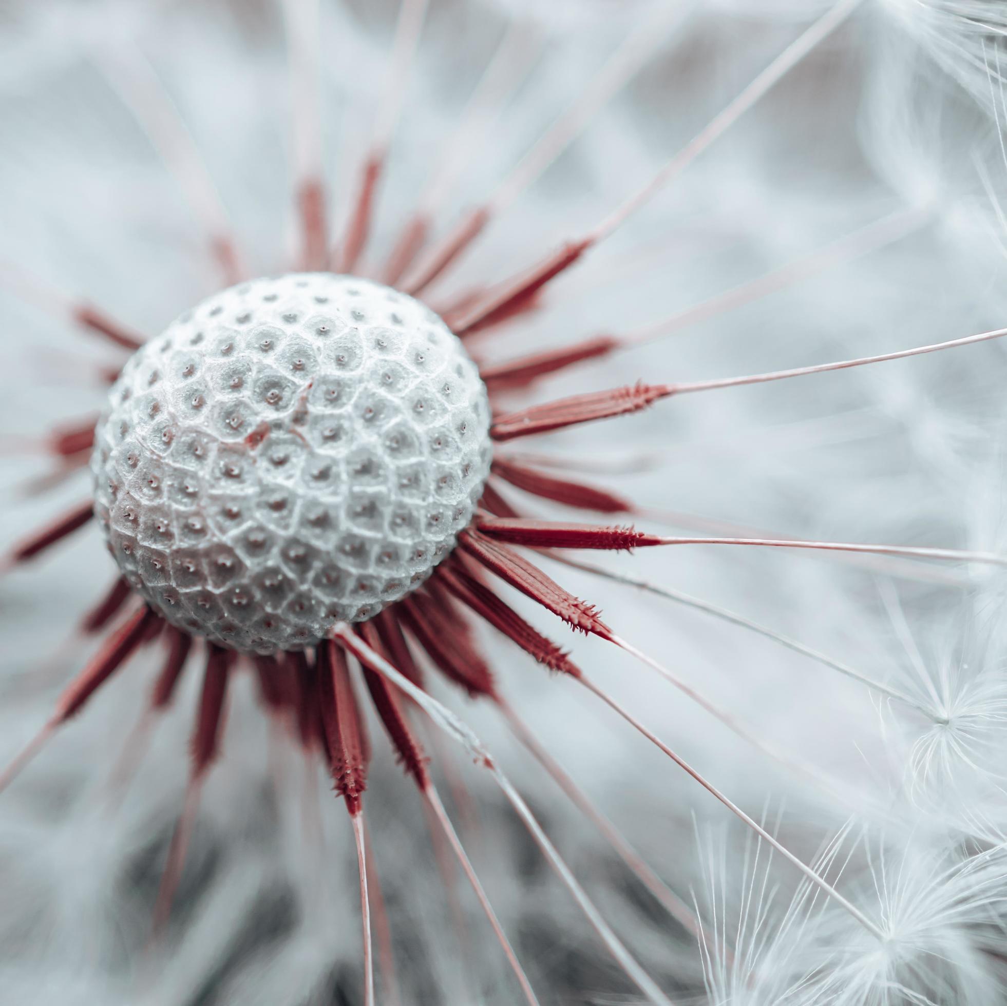 beautiful dandelion flower seed in springtime Stock Free