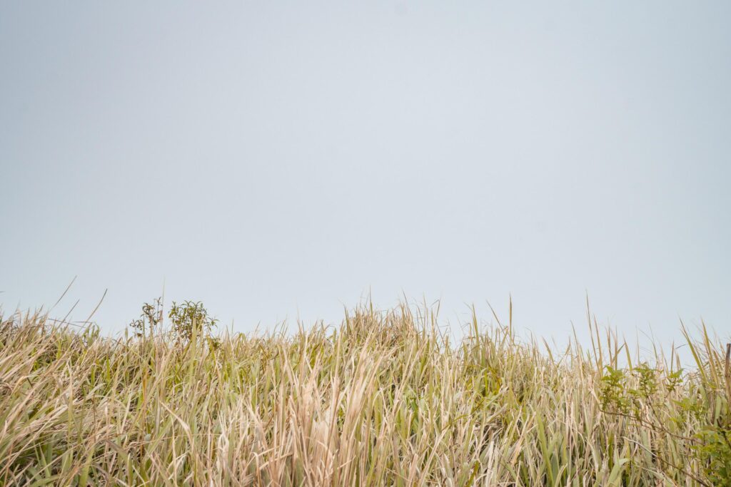 The way going to peak mountain, with Savana and foggy vibes. The photo is suitable to use for adventure content media, nature poster and forest background. Stock Free