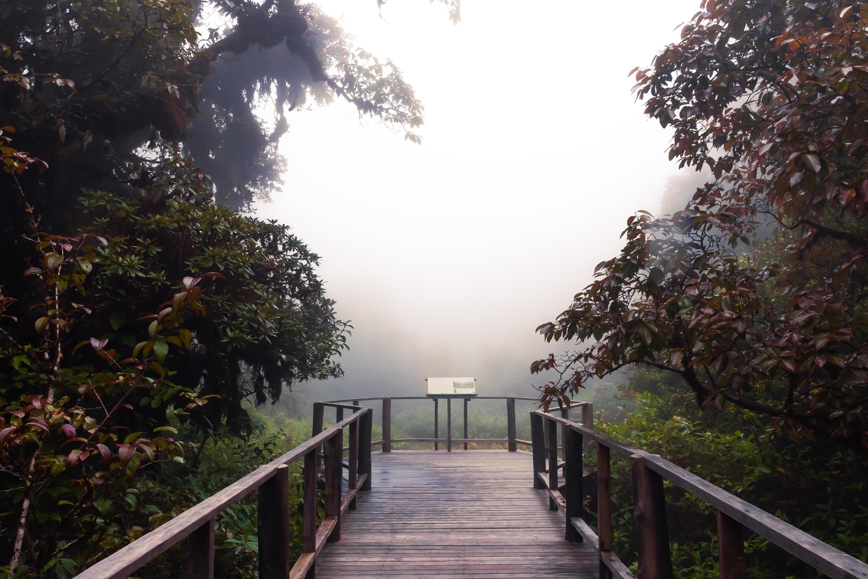 Beautiful rain forest at ang ka nature trail in doi inthanon national park, Thailand Stock Free