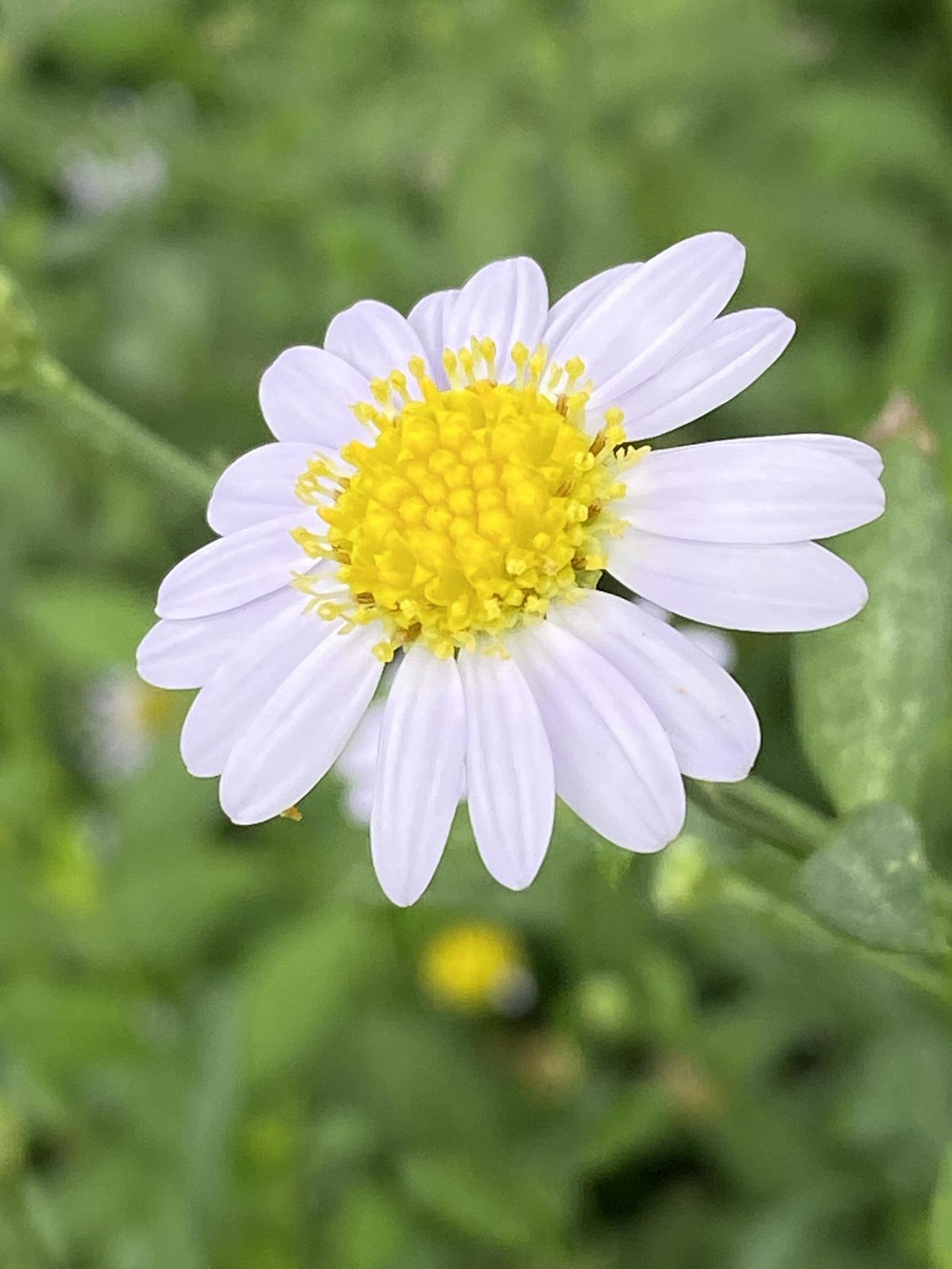 Daisy flowers in garden close up Stock Free