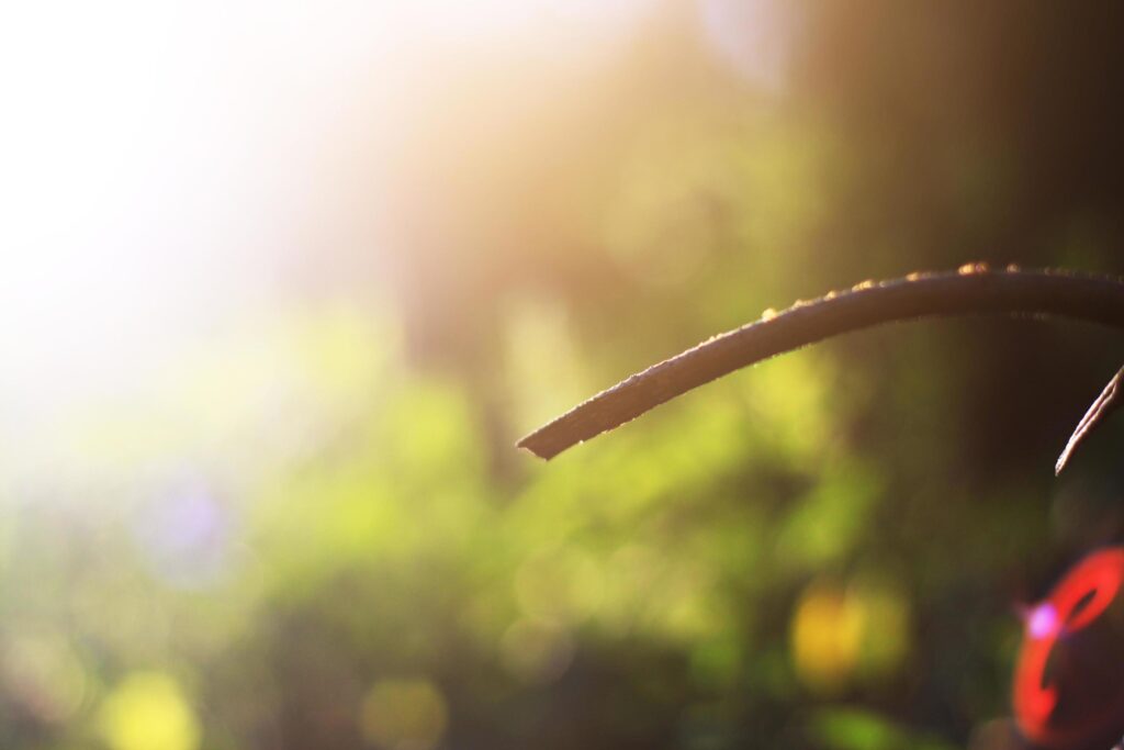 Dry tree Branch on blue sky with natural sunlight in Summer season Stock Free