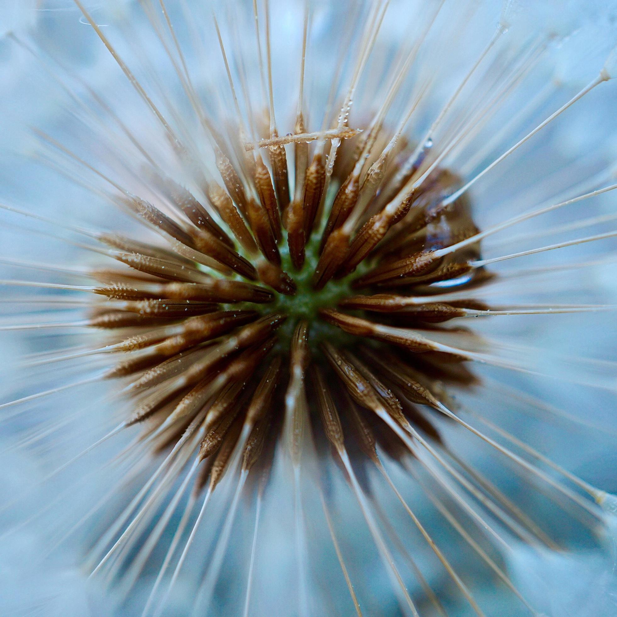 Beautiful dandelion flower seed in the spring season Stock Free