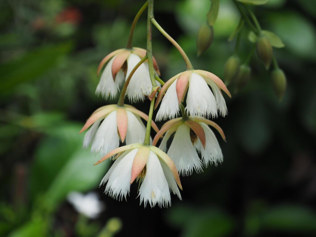 Close up white flowers on blurred bright green leaves bokeh background. Stock Free