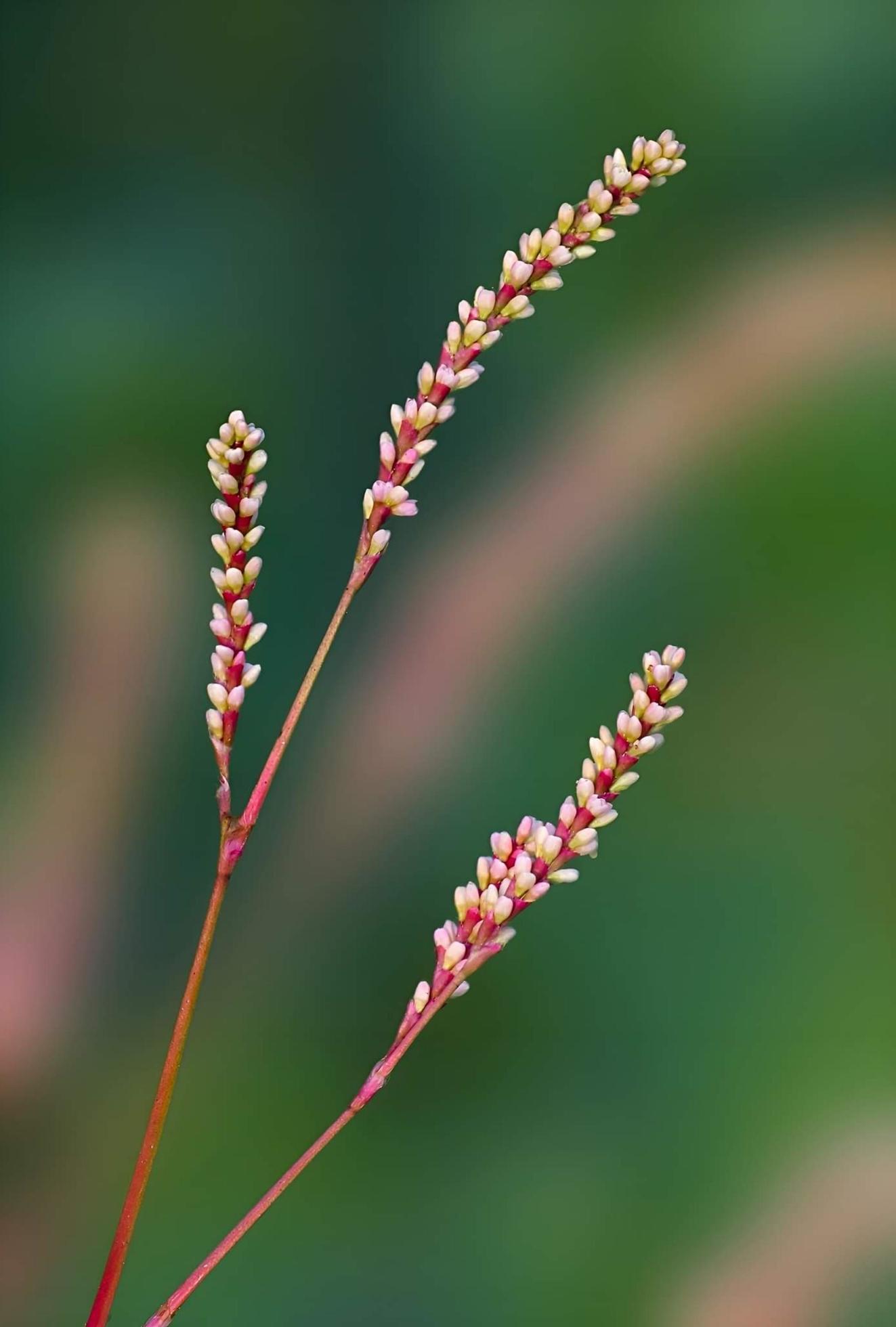 Spring blooming flower Stock Free