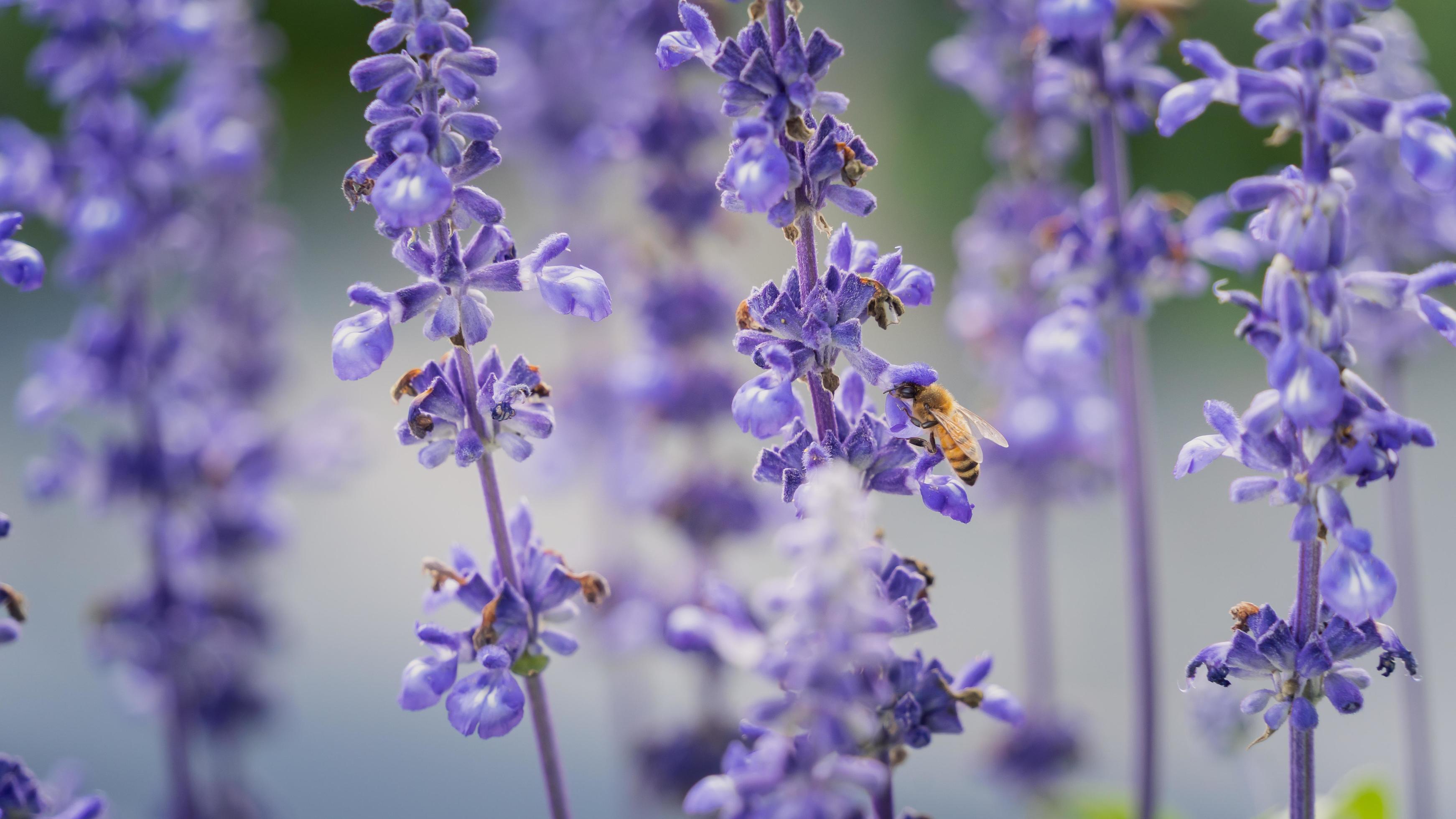 Bee looking for nectar of purple lavender flowers. Animal concept Stock Free