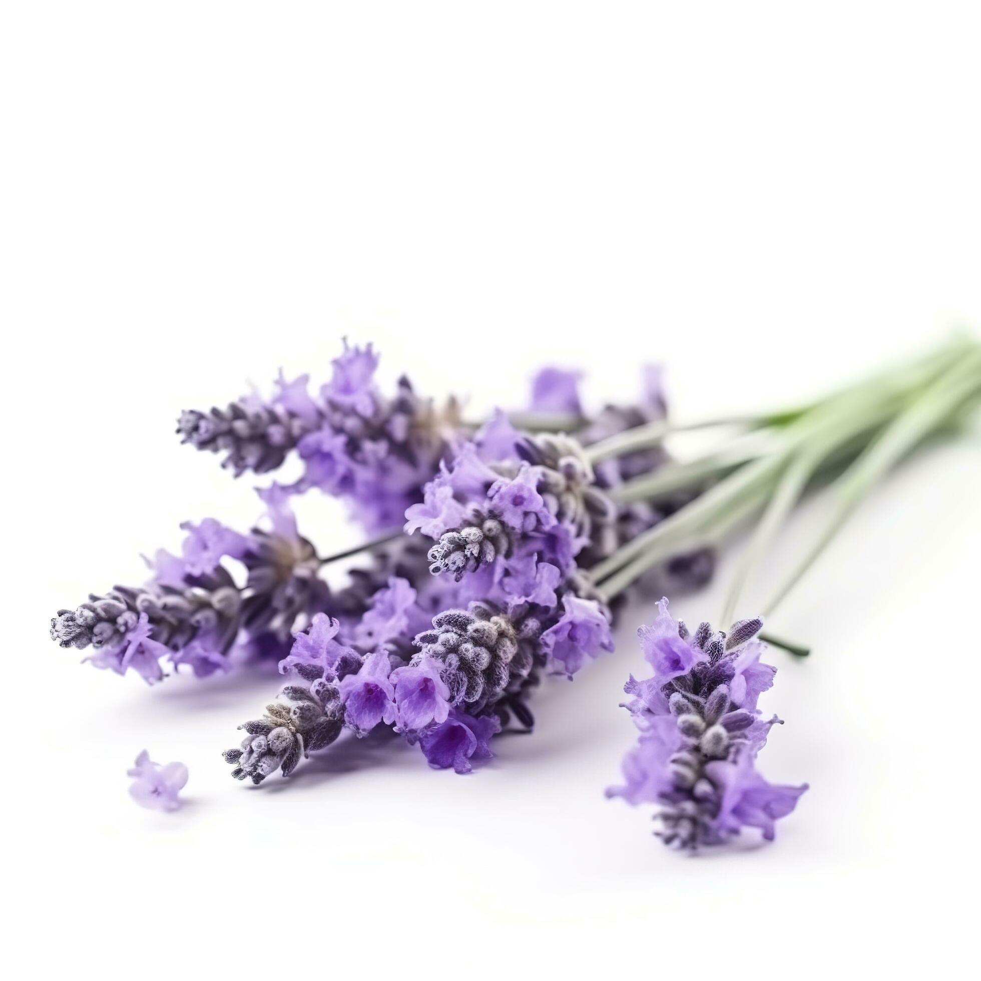 Beautiful lavender flowers on white background, generate ai Stock Free