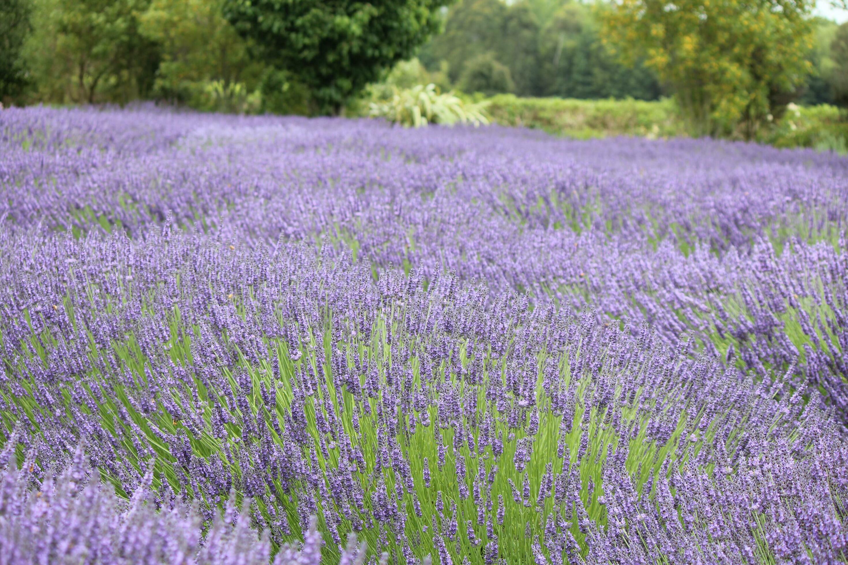 Lavender Plants and Flowers Stock Free