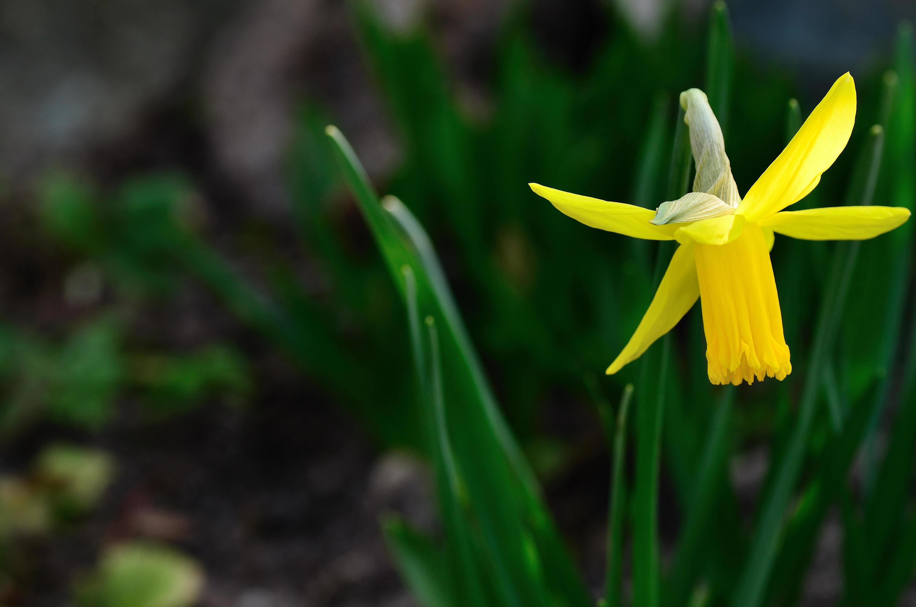 bright yellow flower Stock Free