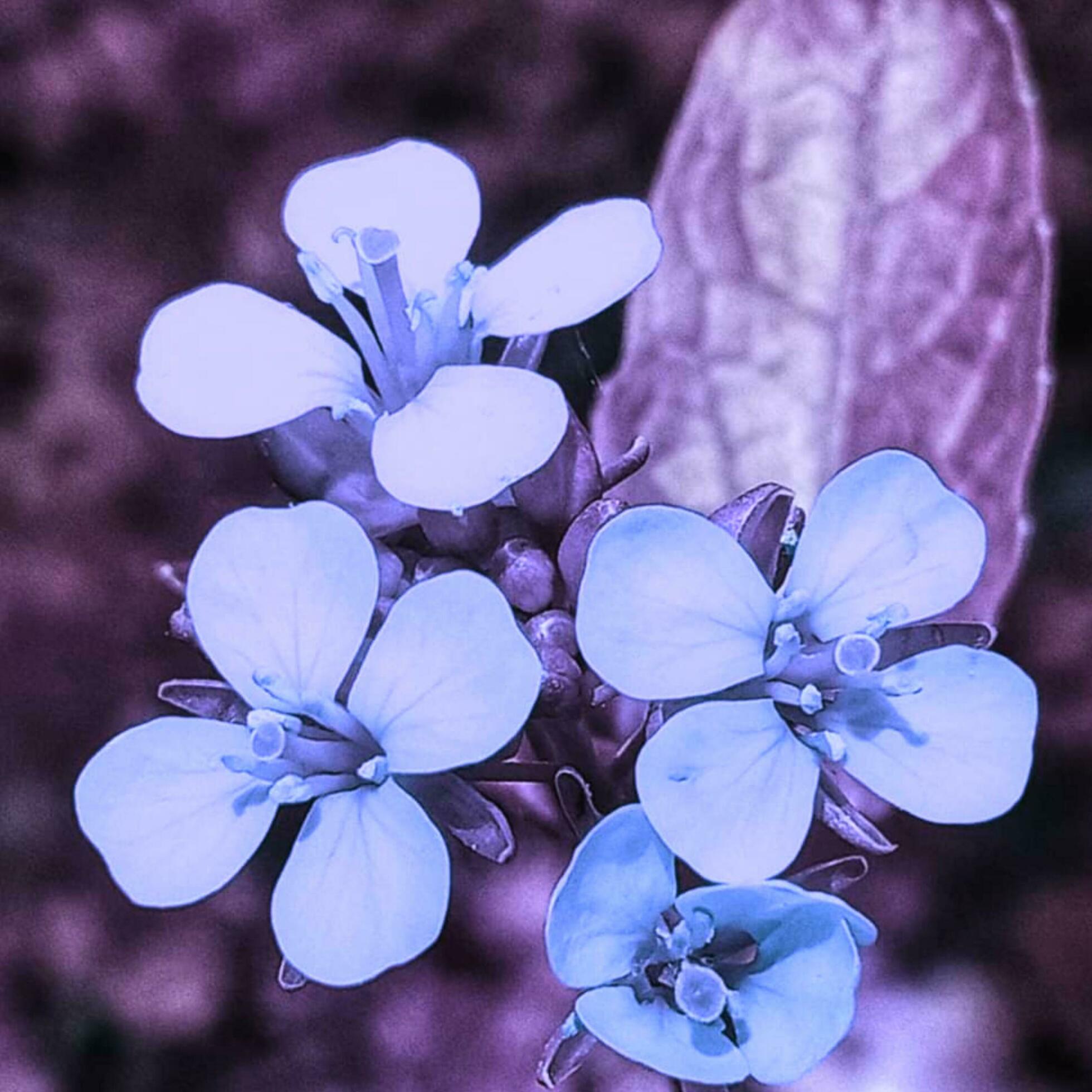 Beautiful blooming flower in the garden Stock Free