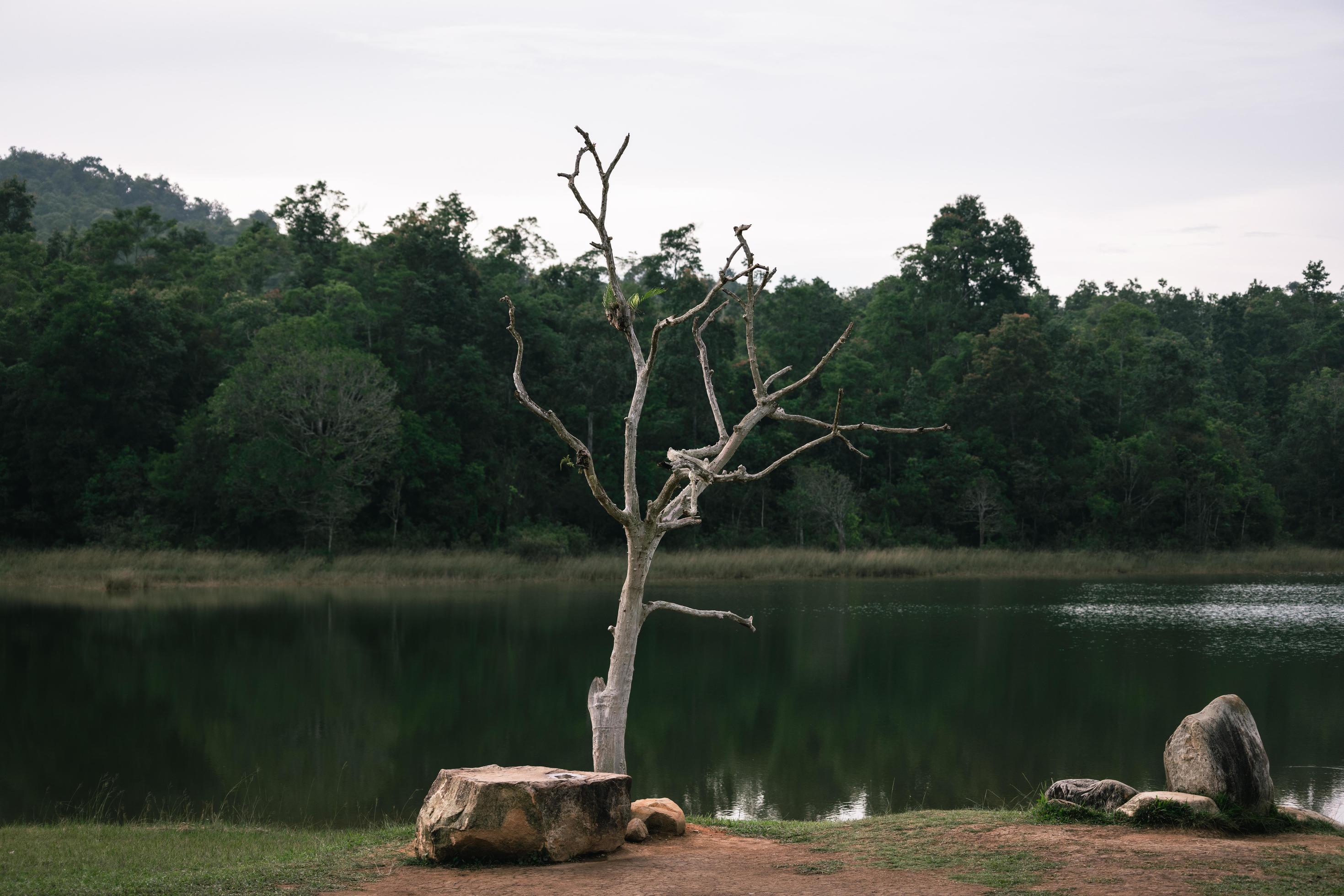 Beautiful nature, sky, trees, evening atmosphere at Khao Yai National Park, Thailand Stock Free