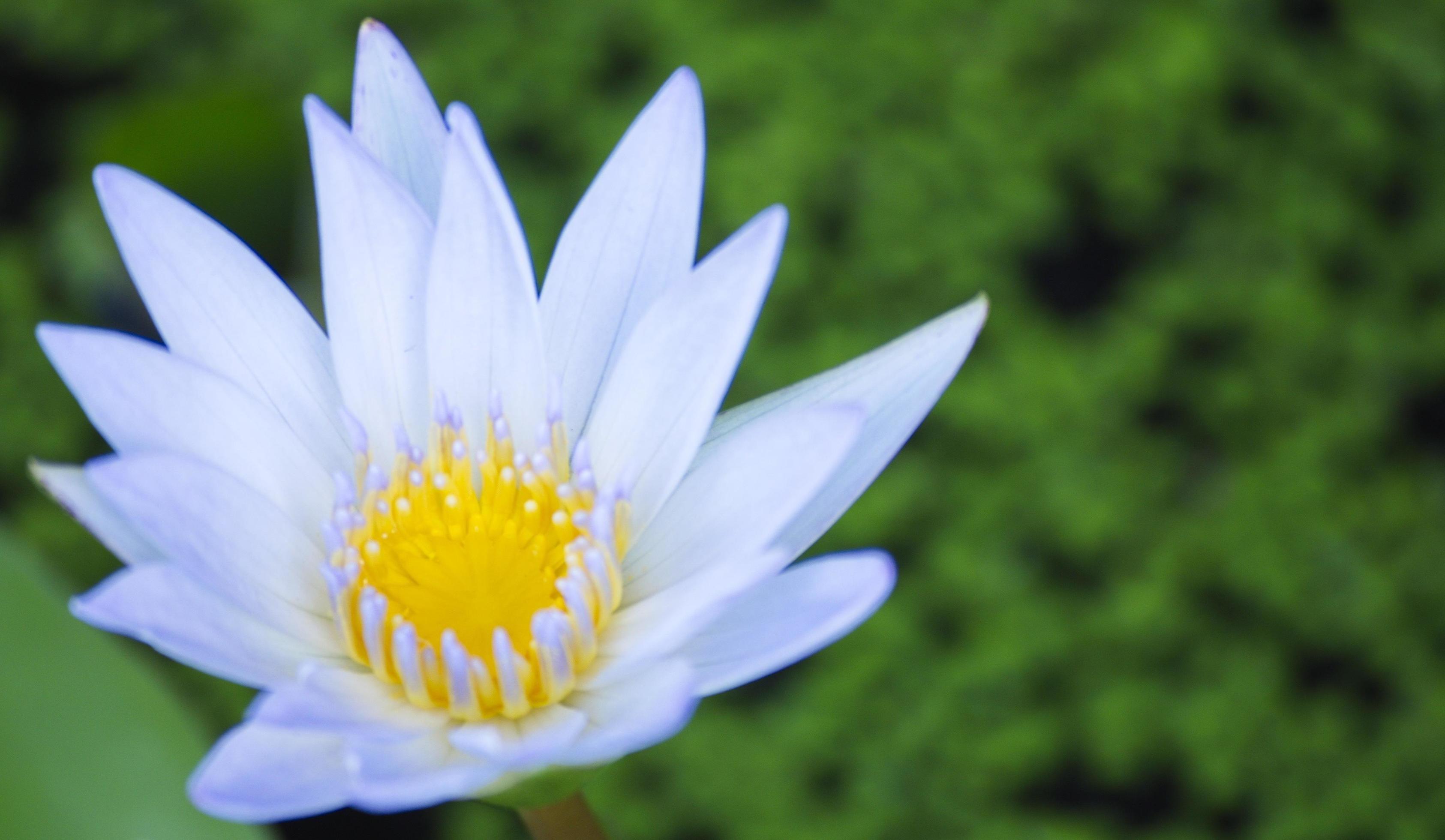 White water lily on the leaves and natural pool background. lotus flower. Stock Free