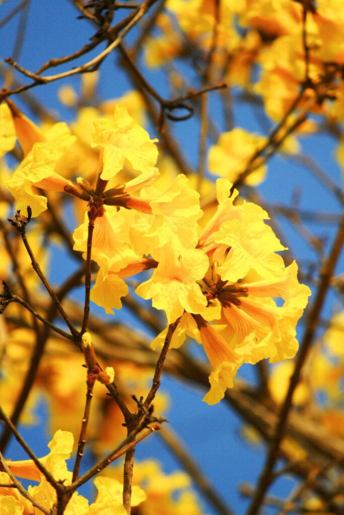 Blossom Dwarf Golden Trumpe flowers with blue sky. Tabebuia chrysotricha flowers Stock Free