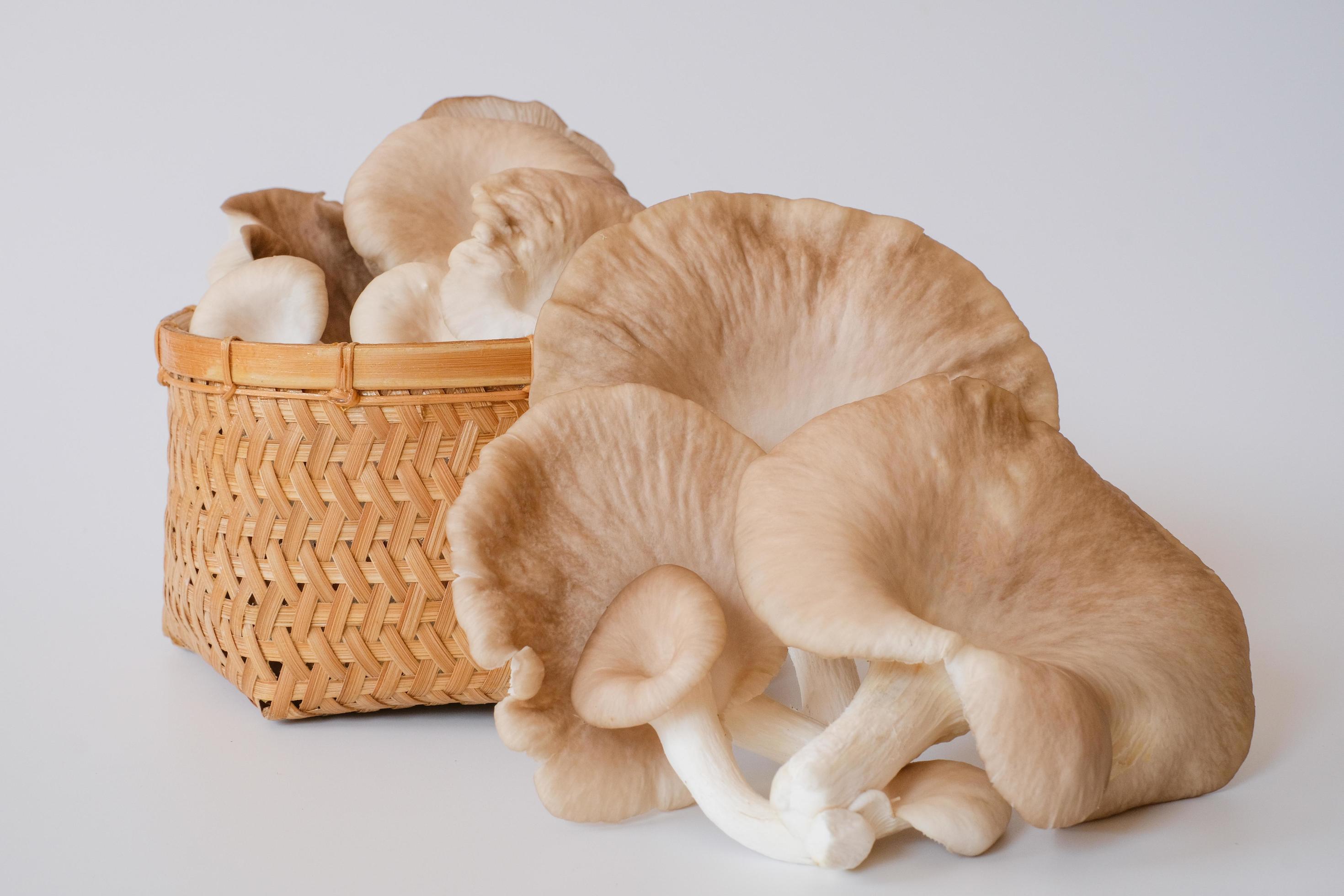 The group of grey oyster mushroom isolated on white background. Delicious and nutritious ingredient for vegetarian and healthy lifestyle people. Stock Free