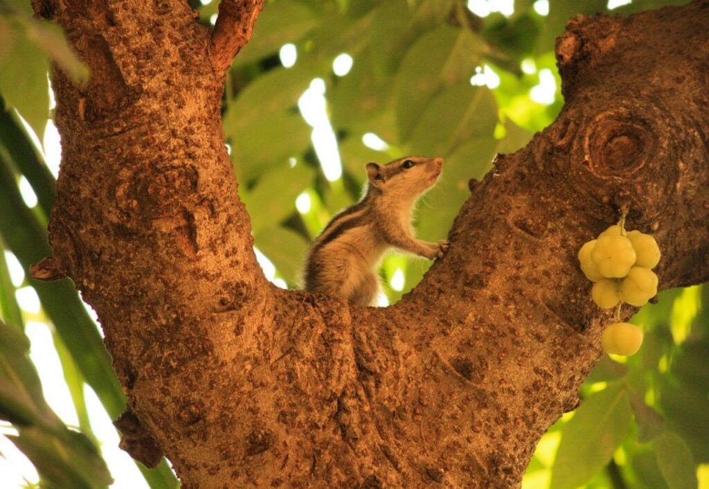 Squirrel Sitting On Tree Stock Free