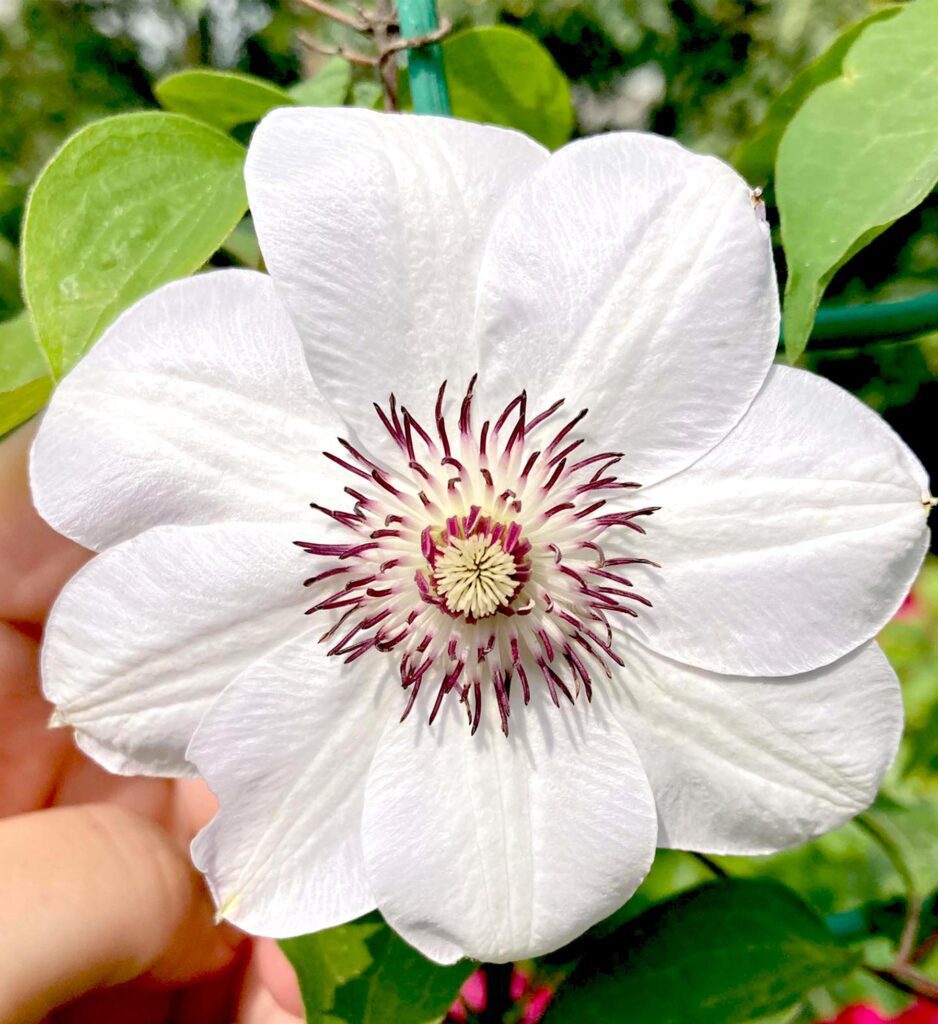 White clematis flowers in the garden. Stock Free