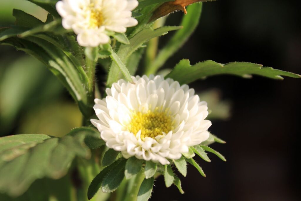 Beautifil White Flower Stock Free