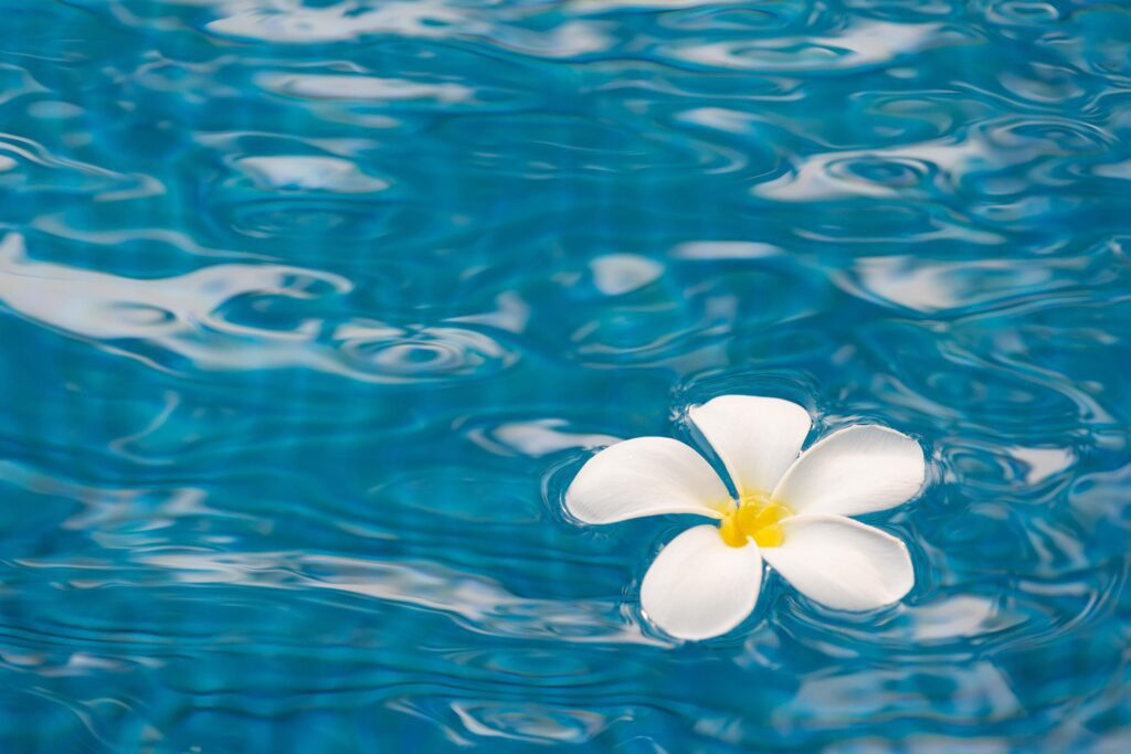 Plumeria flower in the swimming pool Stock Free