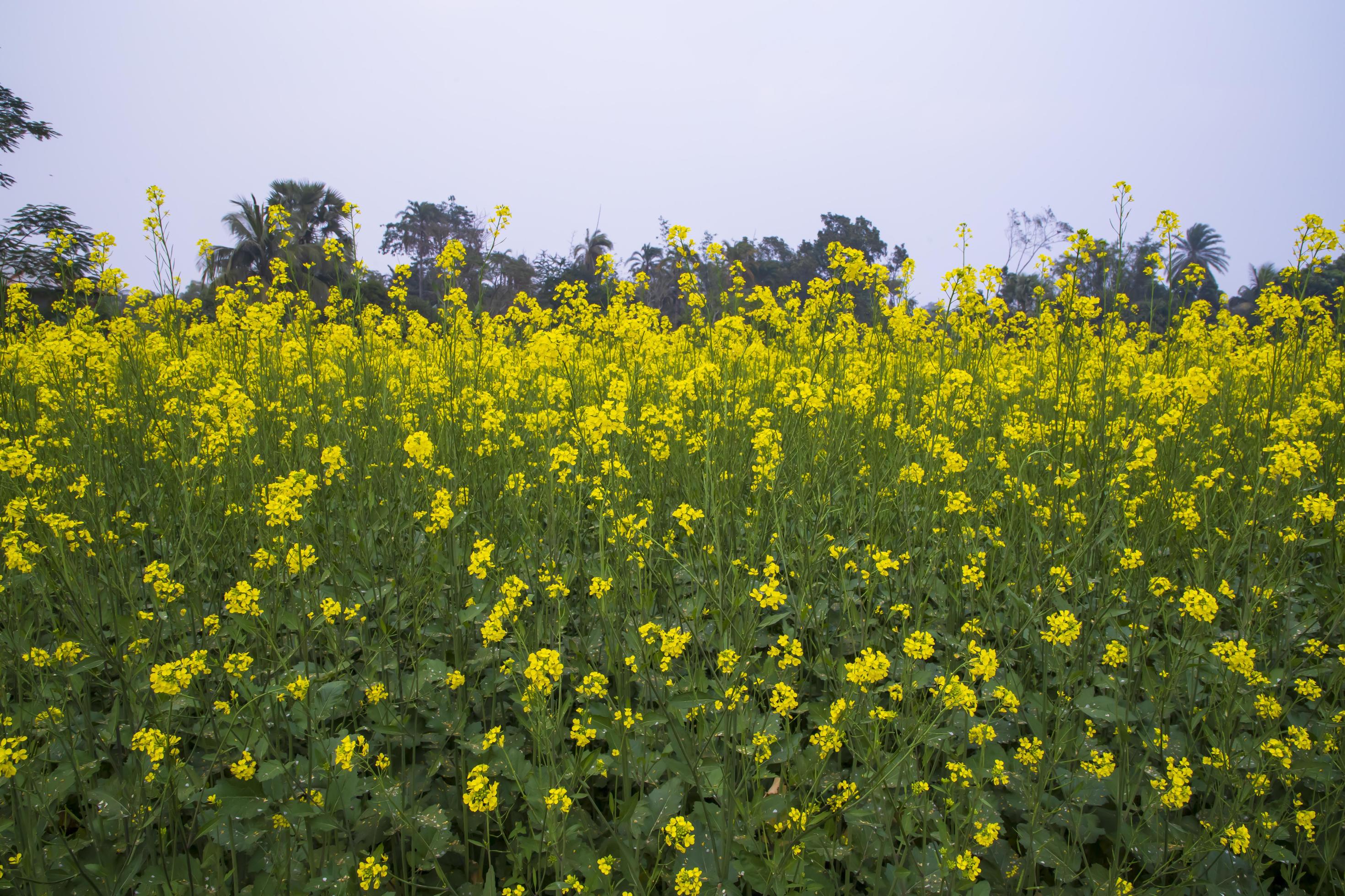 Yellow Rapeseed flowers in the field with blue sky. selective focus Natural landscape view Stock Free