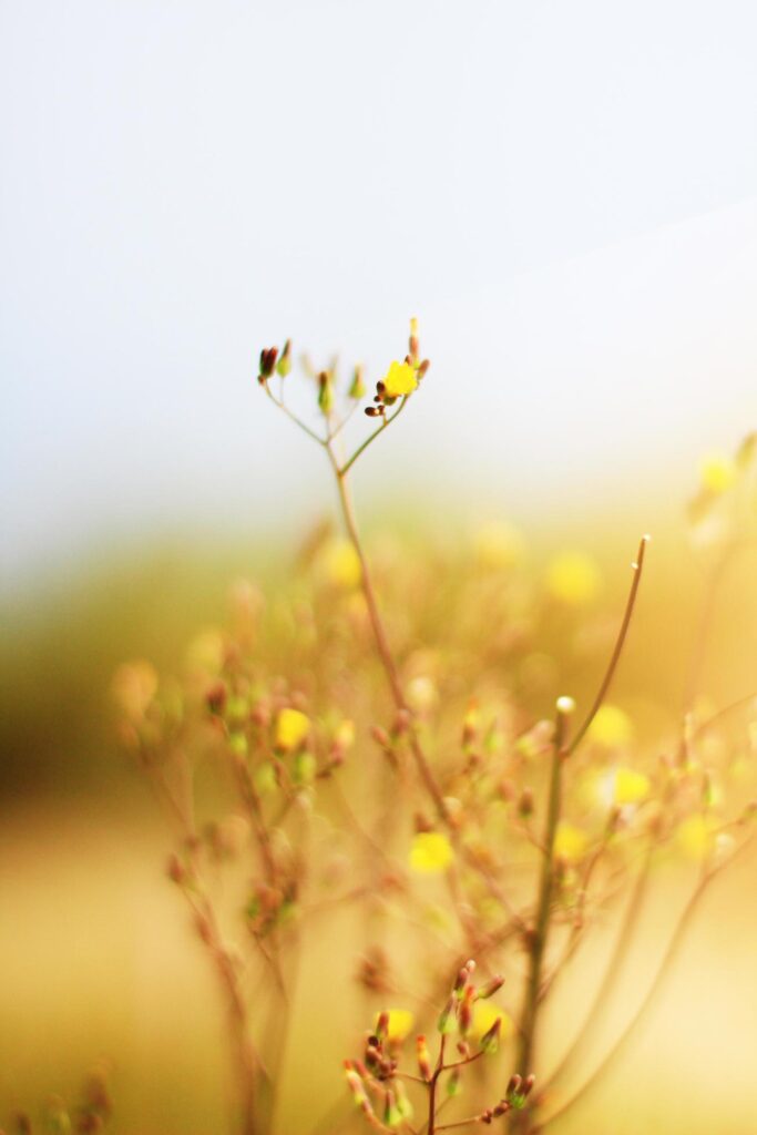 Blossom yellow Wild flowers grass in meadow with natural sunlight Stock Free